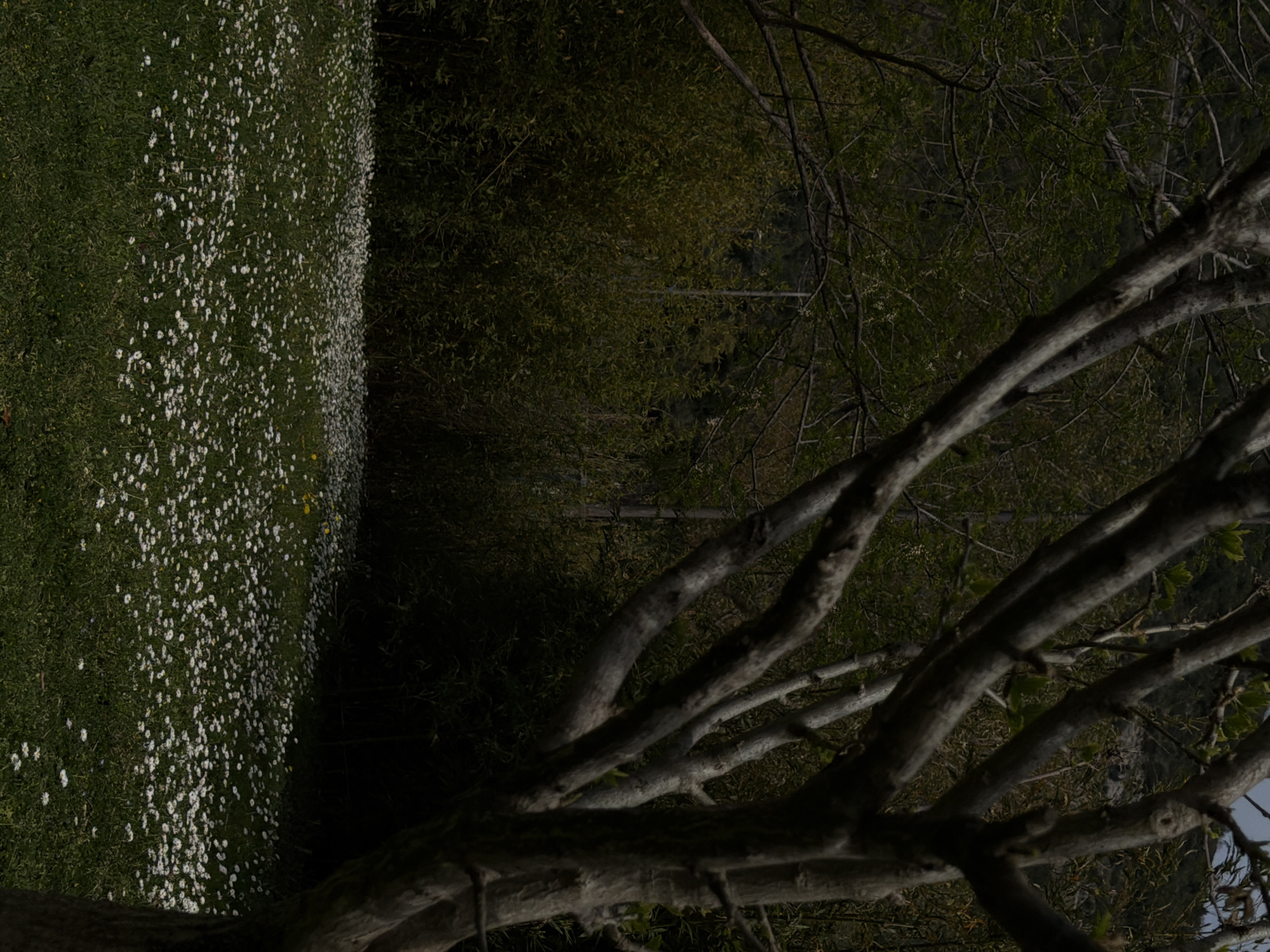 The image depicts a grassy field filled with white daisies on the left side. Adjacent to the field is a densely wooded area. In the foreground is a tree with prominent branches, extending across the frame. It is difficult to confirm the specific location in Budva, Montenegro without more context.