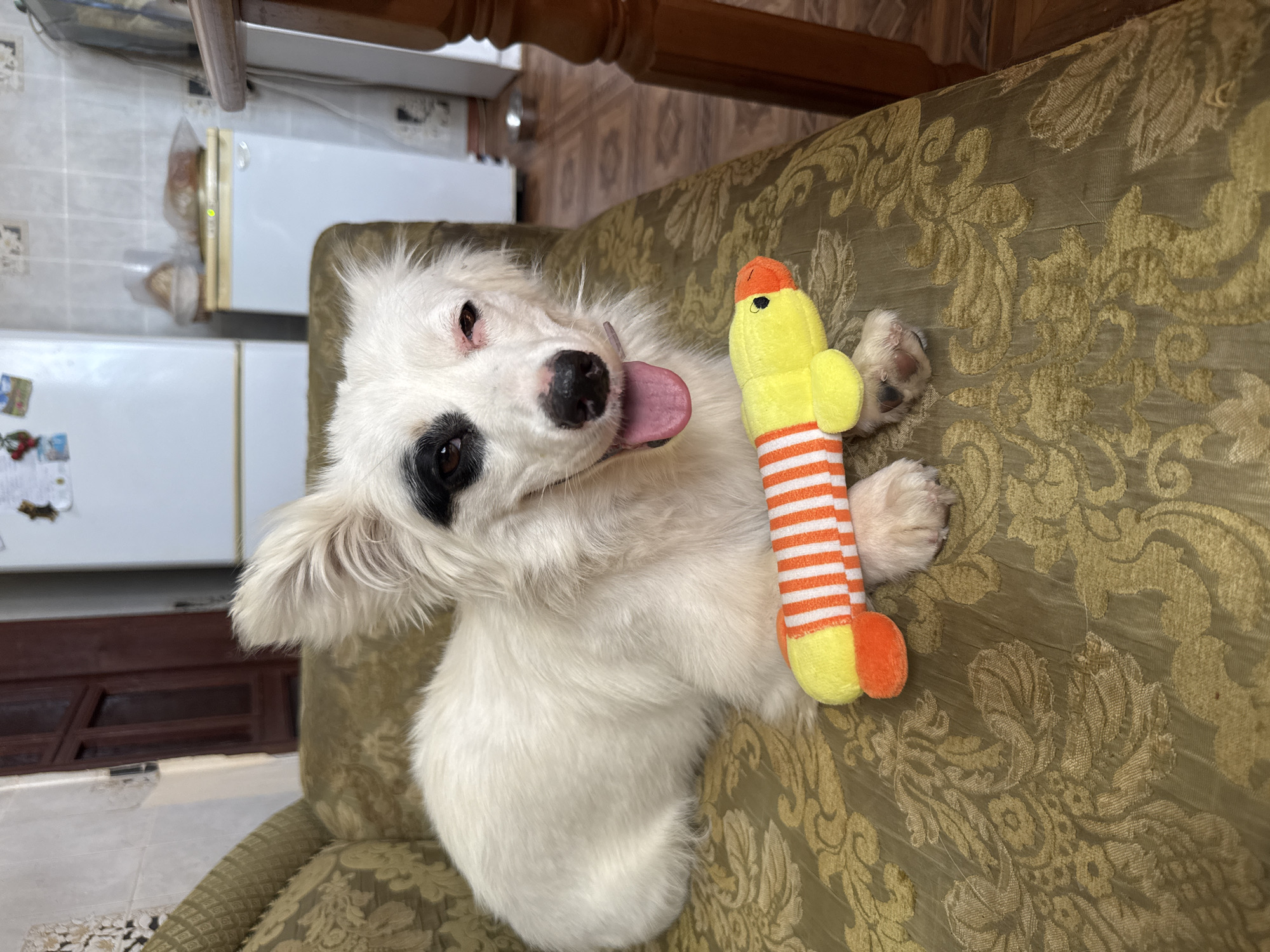A white dog with black markings around one eye and a pink tongue hanging out lies on a patterned couch, holding a yellow and orange striped plush toy with its paws. The dog appears to be resting. The couch is in a dimly lit room with a refrigerator and other household items visible in the background.