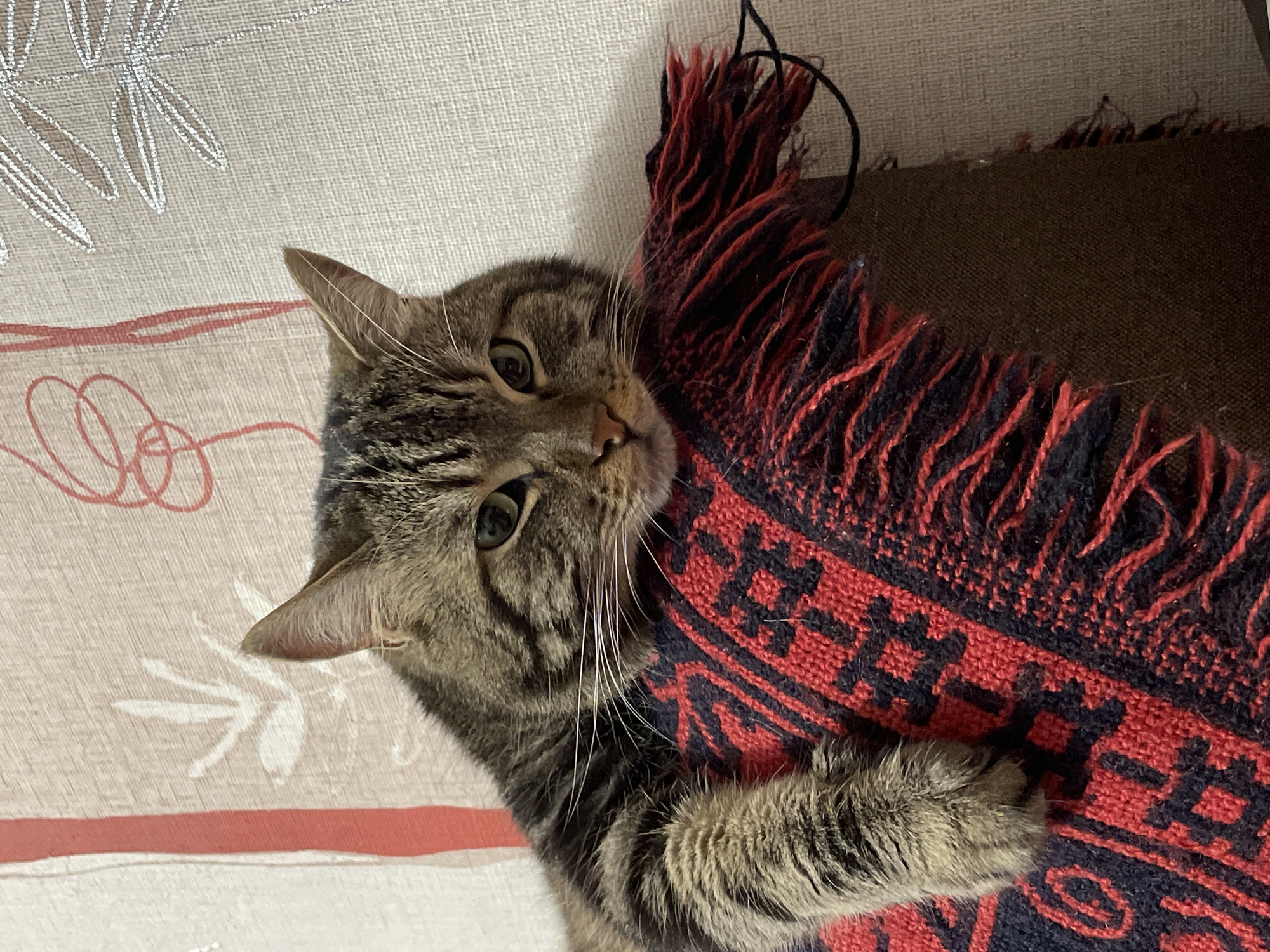 A tabby cat with brown and black stripes rests its head on a red and black fringed textile. The cat's eyes are green, and its gaze is directed forward. Behind the cat, a textured wall with a striped and floral pattern is visible. The scene appears to be indoors, in an urban setting such as Cherkasy, Ukraine. There are no humans or other animals present.