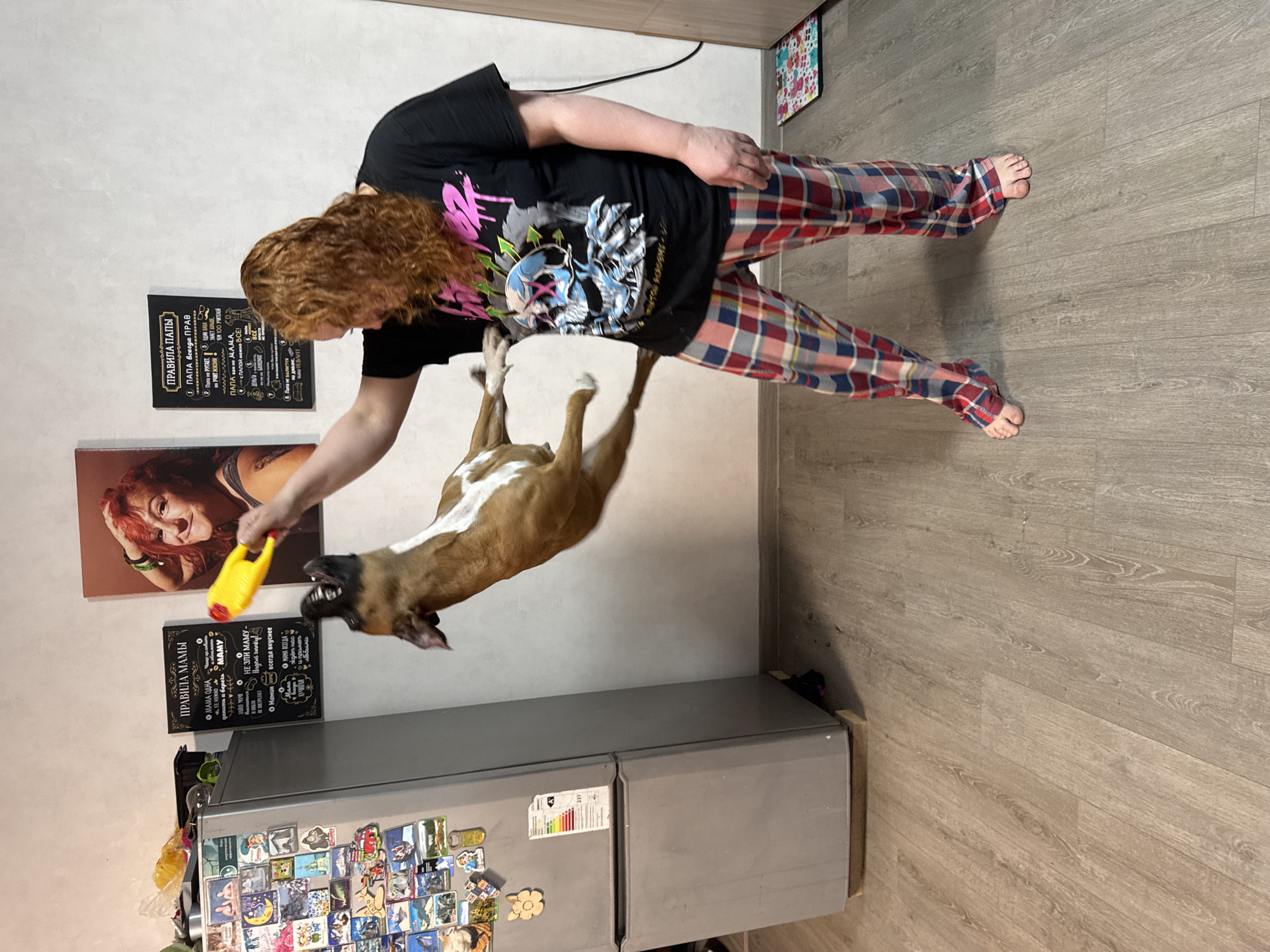 The image shows a woman in a black t-shirt with a skull design and plaid pants, playing with a brown and white dog. The dog is jumping for a yellow toy held by the woman. The scene is indoors, seemingly in a kitchen area. A refrigerator covered in magnets stands against the wall. Above the refrigerator hang two framed pictures and two signs with Russian text. The signs display text such as "Rules of Mom" and "Rules of Dad". Based on the Russian text on the signs, the location could be in Russia. Based on other details, such as the refrigerator magnets, the city of Chaikovsky, Russia is the only possible location.