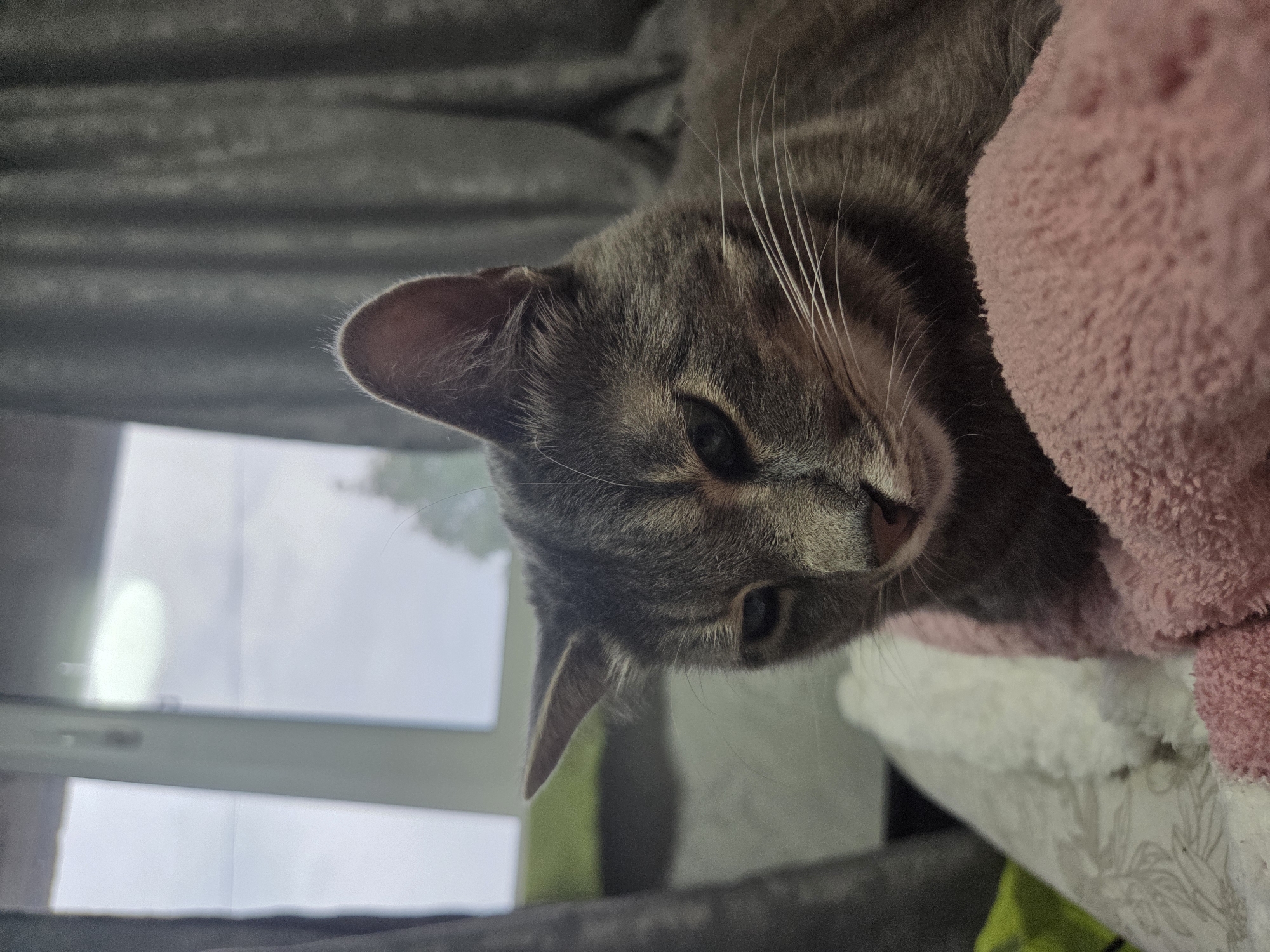 A gray tabby cat rests on a soft, pink blanket, possibly inside a home in an unknown city. A window is visible in the background.
