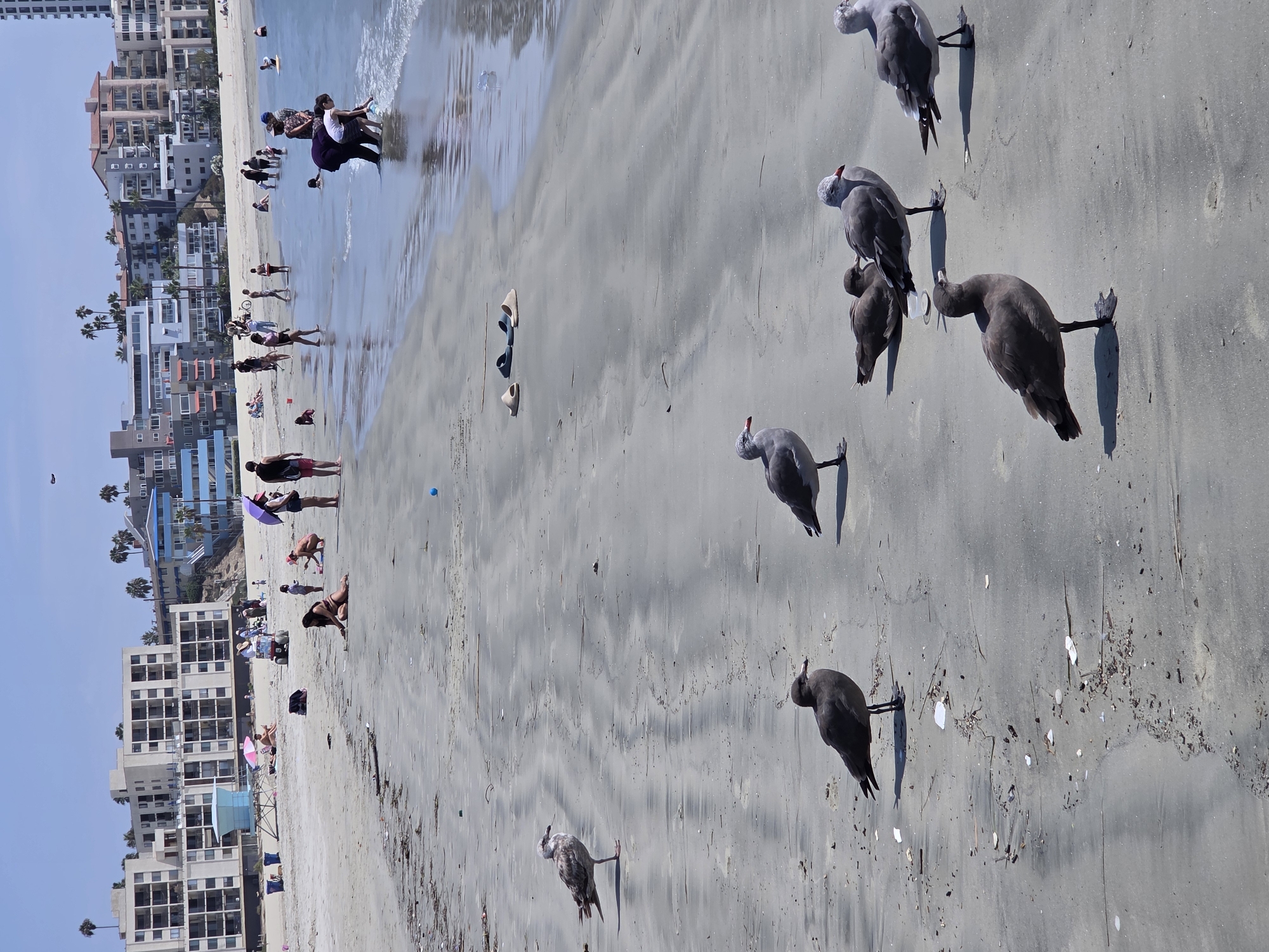 This is a ground-level, eye-level shot of a beach in Long Beach, California, on a sunny day. The foreground is dominated by several seagulls standing and resting on the wet sand, with the ocean waves lapping at the shore in the background. In the middle ground, a variety of people are engaged in beach activities. Some are wading in the shallow water, others are walking along the shoreline, and a few are relaxing on the sand.
Further back, a lifeguard tower stands near a cluster of buildings that line the coast, characteristic of the Long Beach cityscape. Palm trees dot the landscape, indicating the location's climate. The beach appears to be moderately crowded with beachgoers enjoying the day. The sand is a light grey color, with some debris scattered across it. The water is a clear blue, reflecting the bright sky.