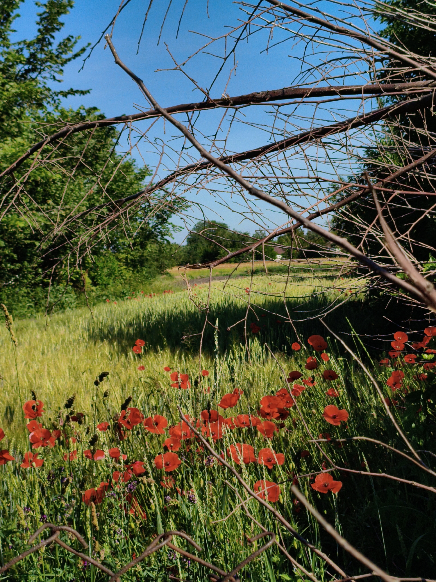 A field of red poppies and green wheat under a clear blue sky is framed by dry branches and green trees. The scene appears to be a rural area, possibly on the outskirts of Ustyvytsia, Ukraine. The poppies are in full bloom, dotting the field with vibrant red. The wheat is tall and golden, suggesting it is nearing harvest. The trees in the background are lush and green, providing a contrast to the dry branches in the foreground. The overall impression is one of natural beauty and tranquility, with a hint of rustic charm.