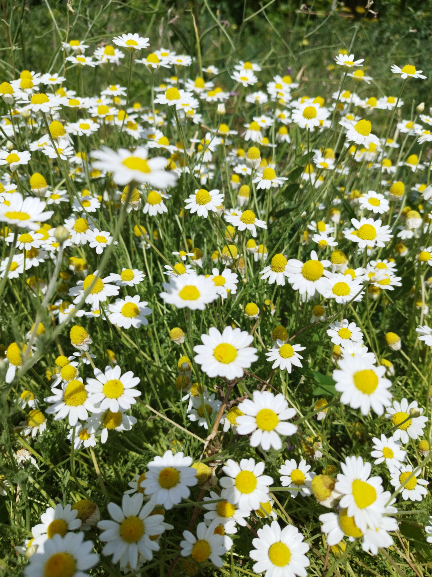 A close-up, vertical, eye-level shot captures a dense field of white and yellow daisies under natural sunlight. The flowers, varying in size and focus, create a textured surface that fills the frame. Green stems and leaves form a soft, blurred background. The scene appears to be an outdoor natural environment.