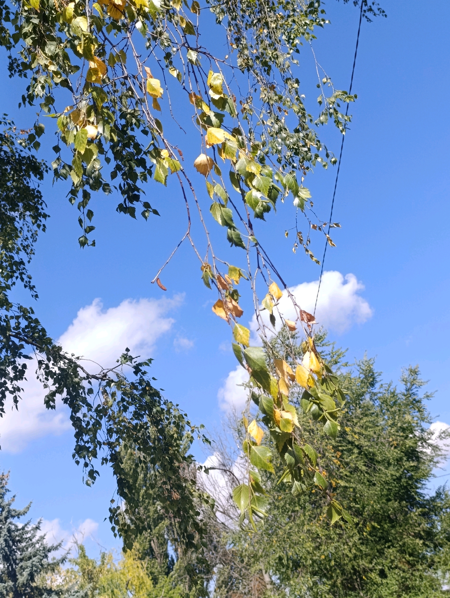 The image captures a view looking up towards a bright blue sky with scattered white clouds. In the foreground, branches of a deciduous tree are prominently displayed, adorned with a mix of green and yellowing leaves, suggesting it is autumn. The tree's branches hang down from the top of the frame, some with a graceful, drooping posture. A dark electrical wire is visible stretched diagonally across the sky on the right side of the image. In the background, the dense green foliage of other trees, possibly evergreens and deciduous varieties, fills the lower part of the frame. One can discern the texture of pine needles on some of the trees. The overall scene appears to be an outdoor environment, likely a park or residential area, given the presence of trees and the electrical wire. The scene is static and natural, with no people or animals visible. The setting is likely Bila Tserkva, Ukraine, as indicated by the prompt.