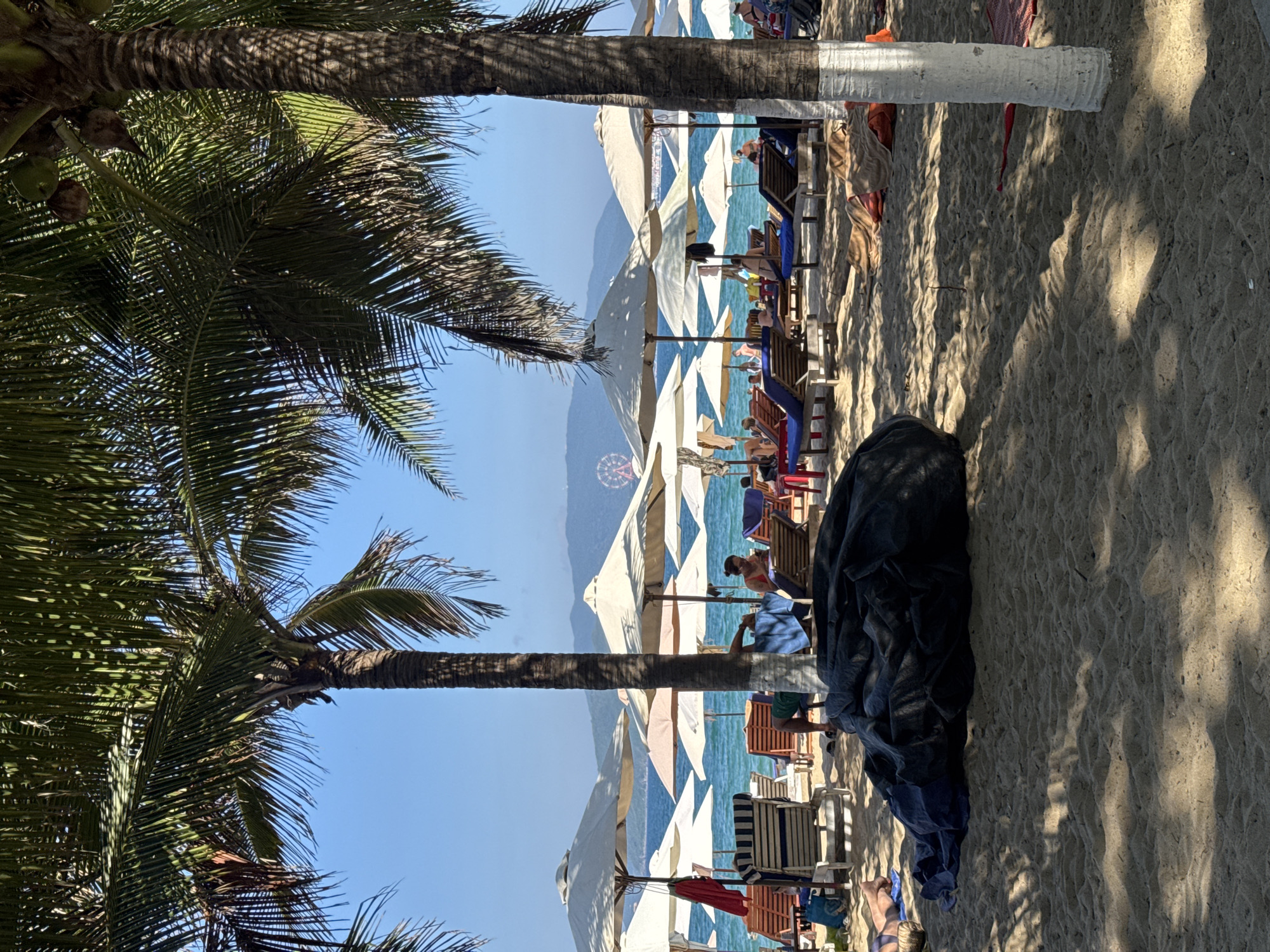 This image captures a wide-angle view of a sandy beach in Nha Trang, Vietnam, with the ocean, distant mountains, and the VinWonders Nha Trang Ferris wheel visible in the background under a clear blue sky.
The foreground is dominated by golden sand, textured with small undulations and dappled with strong shadows cast by overhead palm trees. A large, dark, crumpled mass of fabric or tarpaulin lies on the sand in the central-left foreground.
Multiple palm trees frame the upper and side portions of the image, featuring green fronds and visible coconuts on some trunks. One palm tree trunk in the mid-right is partially painted white at its base.
The midground reveals numerous individuals (at least fifteen discernible) engaged in leisure activities. They are primarily seated or lying on wooden-framed lounge chairs, many of which are covered with blue or striped fabric. These chairs are arranged beneath an expanse of white and cream-colored beach umbrellas that line the shoreline. Various colored towels (red, blue, brown, orange) are visible on chairs or directly on the sand. A blue bag is placed next to a lounge chair on the left.
Beyond the beach furniture, the clear, turquoise ocean stretches towards the horizon. Several people are visible in the shallow water. In the distant background, a range of mountains rises, partially obscured by atmospheric haze. Above the far right of the mountains, the distinct red and white structure of a large Ferris wheel, indicative of VinWonders Nha Trang, is visible against the blue sky. The scene is illuminated by strong sunlight, producing defined shadows.