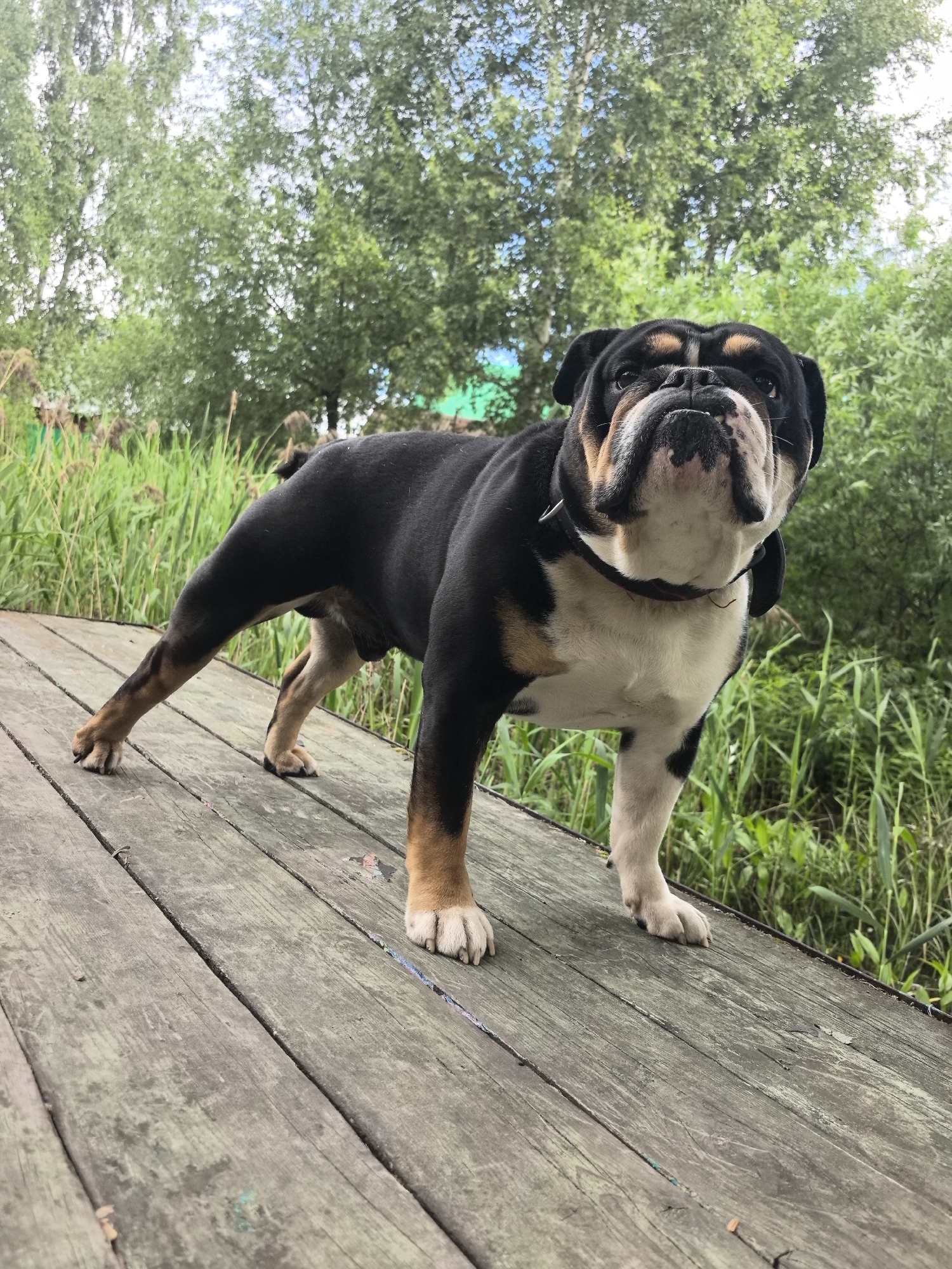 A tricolor bulldog stands on a weathered wooden surface with a backdrop of lush green foliage and a cloudy sky. The dog is positioned in the center of the frame, facing the camera with a slightly tilted head. Its fur is primarily black, with white markings on its chest and paws, and tan accents on its legs and face. The dog is wearing a dark collar. The wooden surface appears to be part of a deck or pier, with visible grain and some discoloration. The background consists of tall green reeds and trees, suggesting an outdoor, possibly rural or park-like setting. No specific location within Noviy, Russia is identifiable from the visual evidence. The image is taken from a low angle, emphasizing the dog and its immediate surroundings.