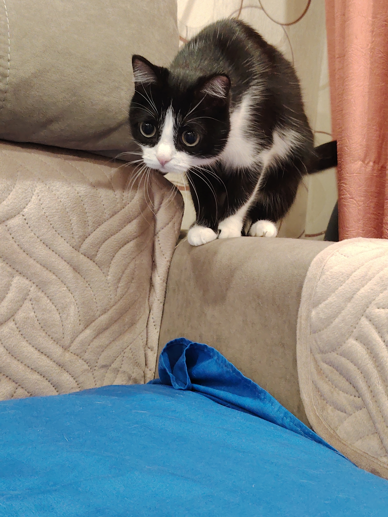 A black and white cat is perched on the armrest of a sofa. The cat is facing to the left, with its body crouched and its front paws on the armrest. Its hind legs are tucked underneath its body. The cat has wide, curious eyes and white whiskers. The sofa is upholstered in a neutral fabric with a textured pattern. To the left of the cat, another part of the sofa is visible, also with a textured pattern. In the foreground, a blue cloth or pillow is visible, slightly out of focus. In the background, a pink curtain is partially drawn. The overall lighting suggests an indoor setting, likely a living room.