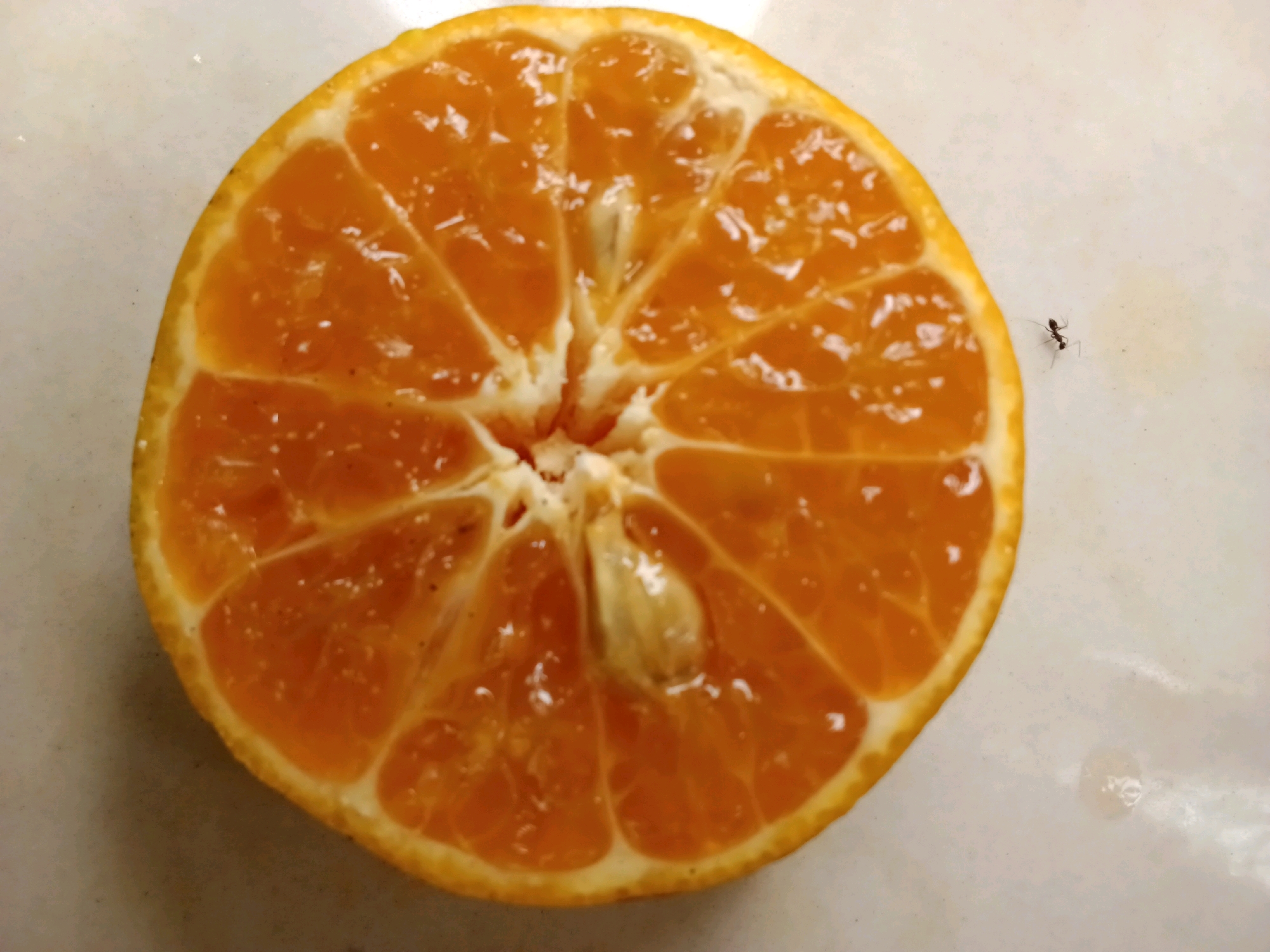 A close-up, overhead shot shows a sliced orange resting on a textured, off-white surface. The orange is cut horizontally, revealing its juicy interior segmented into eight wedges. A small, dark ant is visible to the right of the orange, positioned on the off-white surface. The lighting is bright, casting subtle reflections on the moist surface of the orange. The scene does not depict any specific location in South Jakarta, Indonesia, or any human presence.