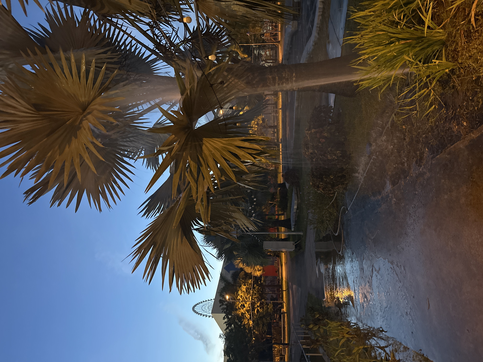 The image depicts an outdoor scene at dusk in the vicinity of the SM City Đà Nẵng, Vietnam. The foreground is dominated by a large palm tree with broad, fan-shaped leaves, some of which are wet, suggesting recent rain or watering. The ground in front of the palm tree is a wet pathway, reflecting the ambient light. To the left, a metal railing runs along the edge of the pathway. In the midground, there are more palm trees, some smaller bushes, and a paved area. In the background, the distinctive Ferris wheel and the facade of SM City Đà Nẵng are visible, illuminated by artificial lights. The sky is a deep blue, transitioning from the light of the setting sun. A hose is visible on the wet ground, possibly indicating ongoing watering. The overall atmosphere is peaceful and serene, with the urban landscape providing a backdrop to the natural elements.