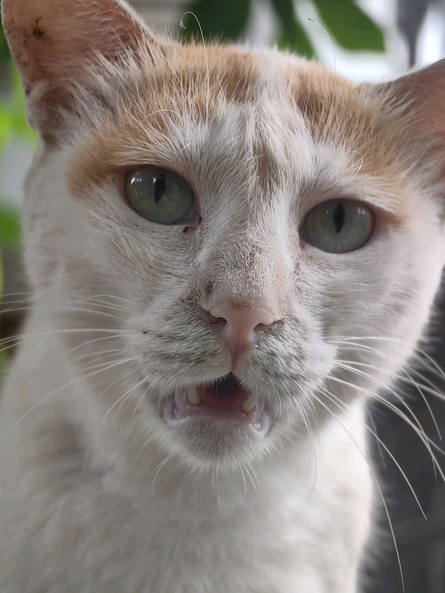A close-up, head-and-shoulders shot captures an orange and white cat with green eyes. The cat's mouth is slightly open, revealing its teeth. The background is blurred, with hints of green foliage and possibly a wall or structure. The image is a photograph of the cat. There is no information available to suggest this image is related to the city of Mumbai, India.