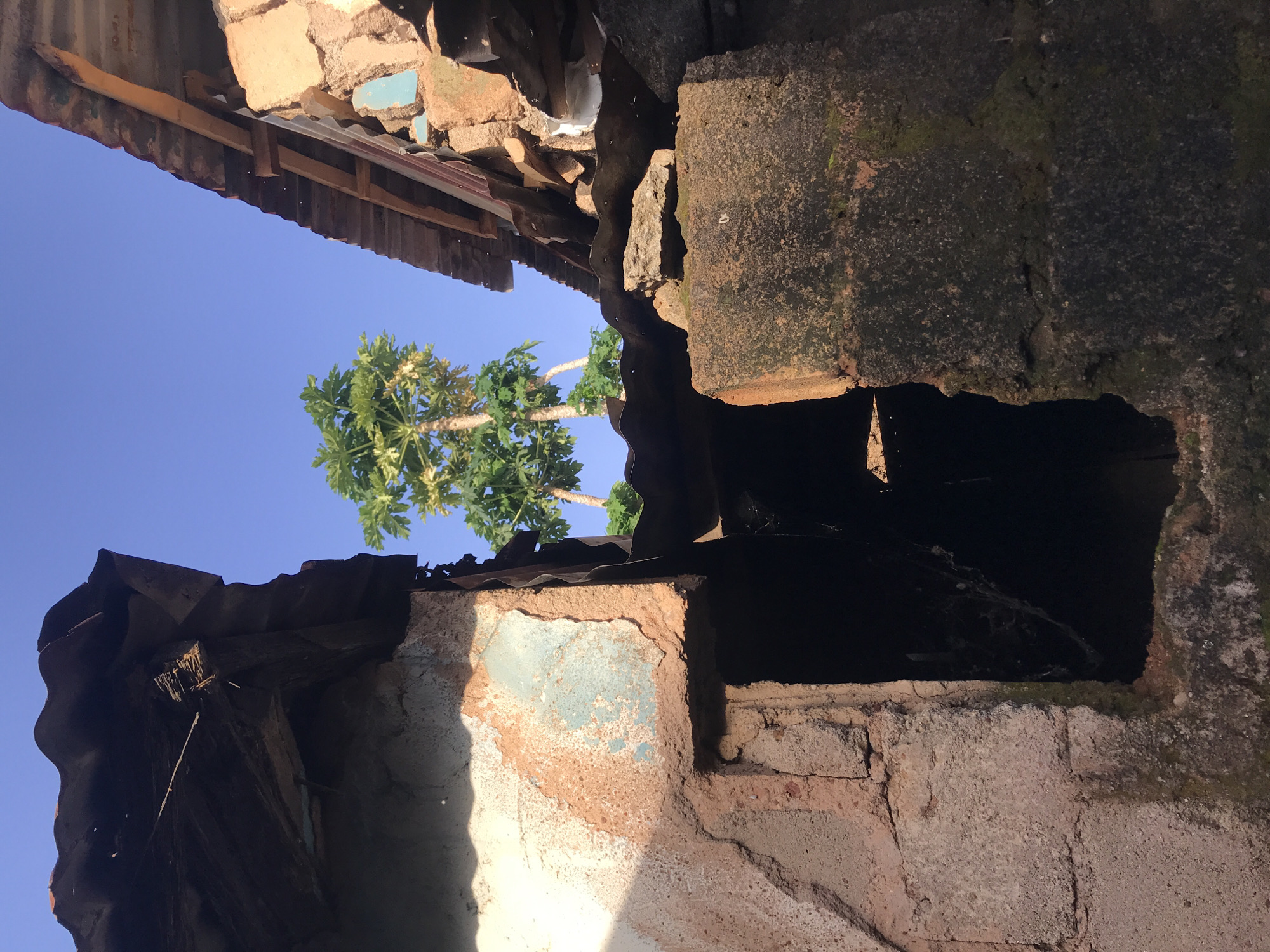 The image shows a view looking up through two crumbling structures towards a clear blue sky. In the center, between the two structures, three papaya trees are visible, with their green leaves and light brown trunks. The structures themselves are made of rough, textured materials, appearing to be brick or stone, with sections of peeling paint or plaster. Both structures have corrugated metal roofs, some parts of which appear damaged or rusted. One structure on the left has a dark opening, possibly a doorway or window, with some visible cobwebs. The overall impression is one of disrepair and neglect in a somewhat rural or underdeveloped setting. This scene is consistent with the environment found in Kabong, Nigeria, a residential area within the city of Jos.