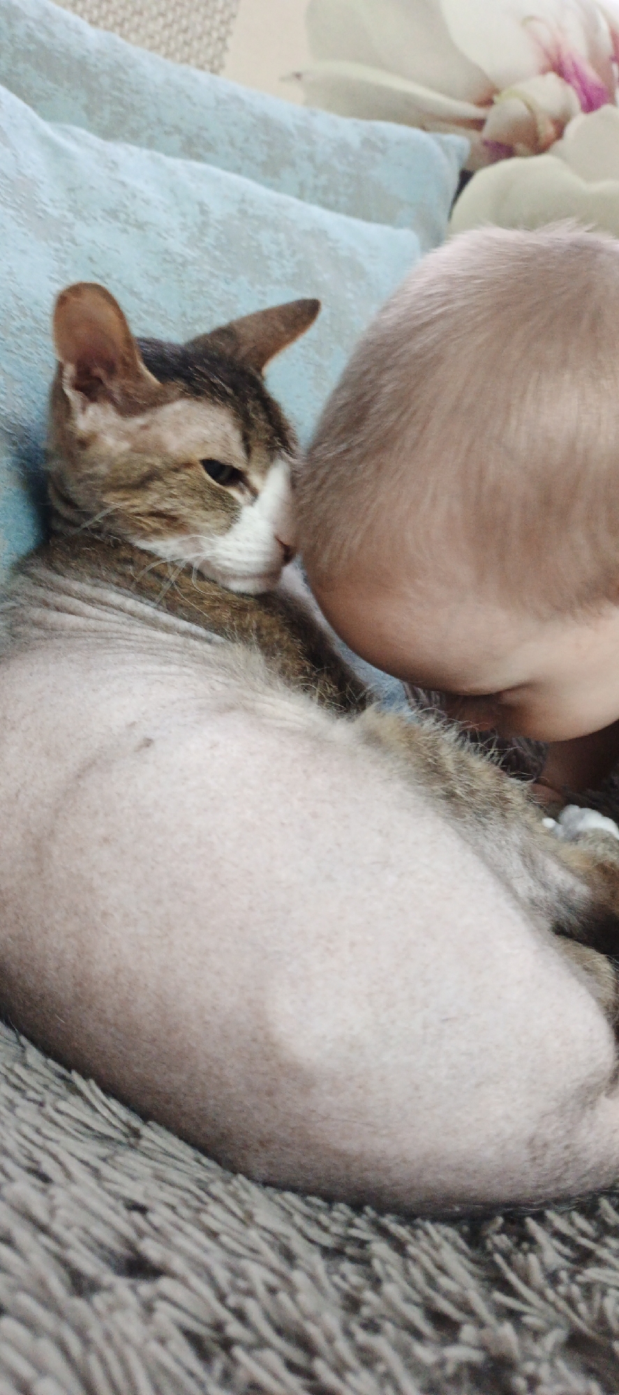 A domestic cat and a child are resting indoors. The cat is lying on a grey, shaggy surface that appears to be a blanket or pillow, resting its head near a blue pillow. The cat is light-colored with darker markings on its head and back. A child with a very short haircut is close to the cat. There are no visible details to definitively place this scene in Chaikovsky, Russia; no landmarks, recognizable signage, or cultural markers are present.