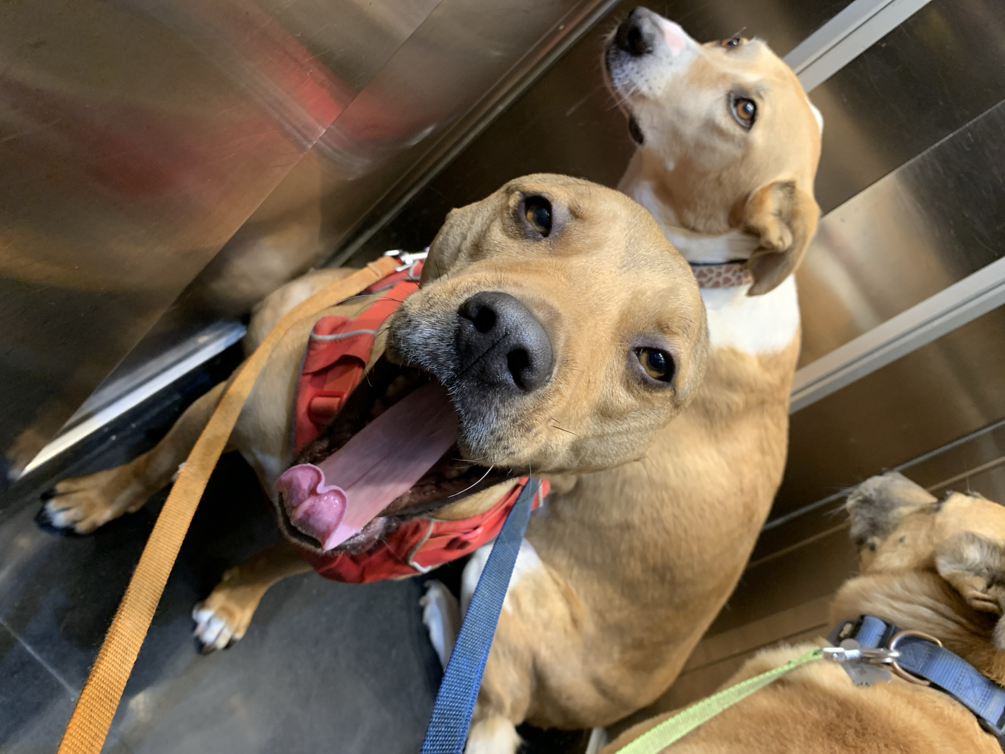 The image shows three tan-colored dogs inside an elevator. One dog is in the foreground, wearing a red harness and blue leash, with its mouth open wide and tongue visible. Another dog stands behind and to the right, looking upwards. A third dog is visible in the lower right corner, wearing a blue collar and a green leash. The elevator walls appear to be brushed metal. The setting is likely inside an elevator, but no details indicate the location is Tel-Aviv, Israel.