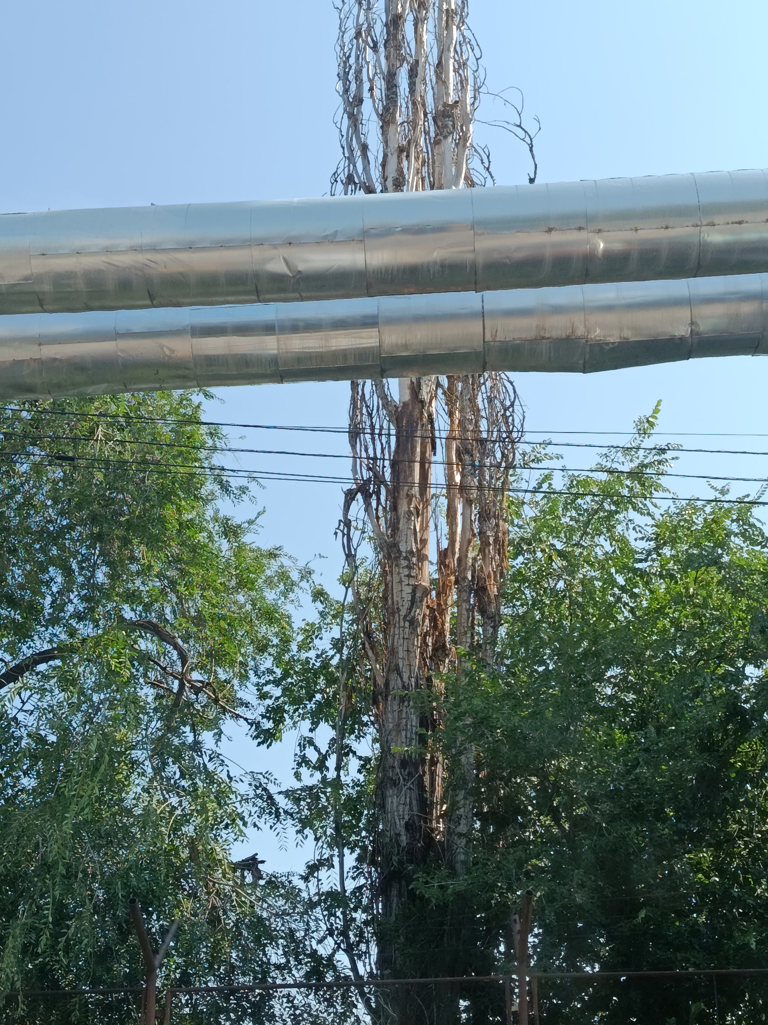 Two parallel, silver-colored insulated pipes run horizontally across the upper portion of the frame, against a clear blue sky. Below the pipes, a cluster of tall, slender trees with rough bark and sparse, twiggy branches occupy the central area. To the left and right of these trees are lush green trees with full foliage, partially obscuring the view of the sky and the central trees. Several dark wires are strung horizontally between poles or trees in the middle ground, crossing in front of the trees and behind the pipes. In the lower portion of the image, a dark metal fence is visible. The scene appears to be an outdoor industrial or utility area, likely in an urban or suburban setting.
