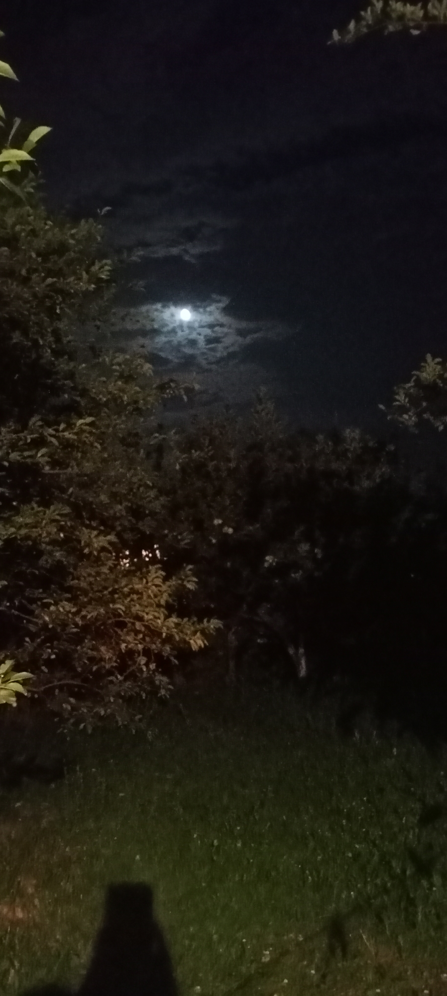 The image captures a nighttime scene with a full moon partially obscured by clouds. The foreground features dark grass and the silhouetted shadow of a person. Lush, dark foliage from trees borders the scene, with some branches extending towards the top. The moon is visible in the upper middle section of the frame, casting a soft glow. The overall impression is that of an outdoor setting at night, possibly a park or garden, in Sokuluk, Kyrgyzstan.