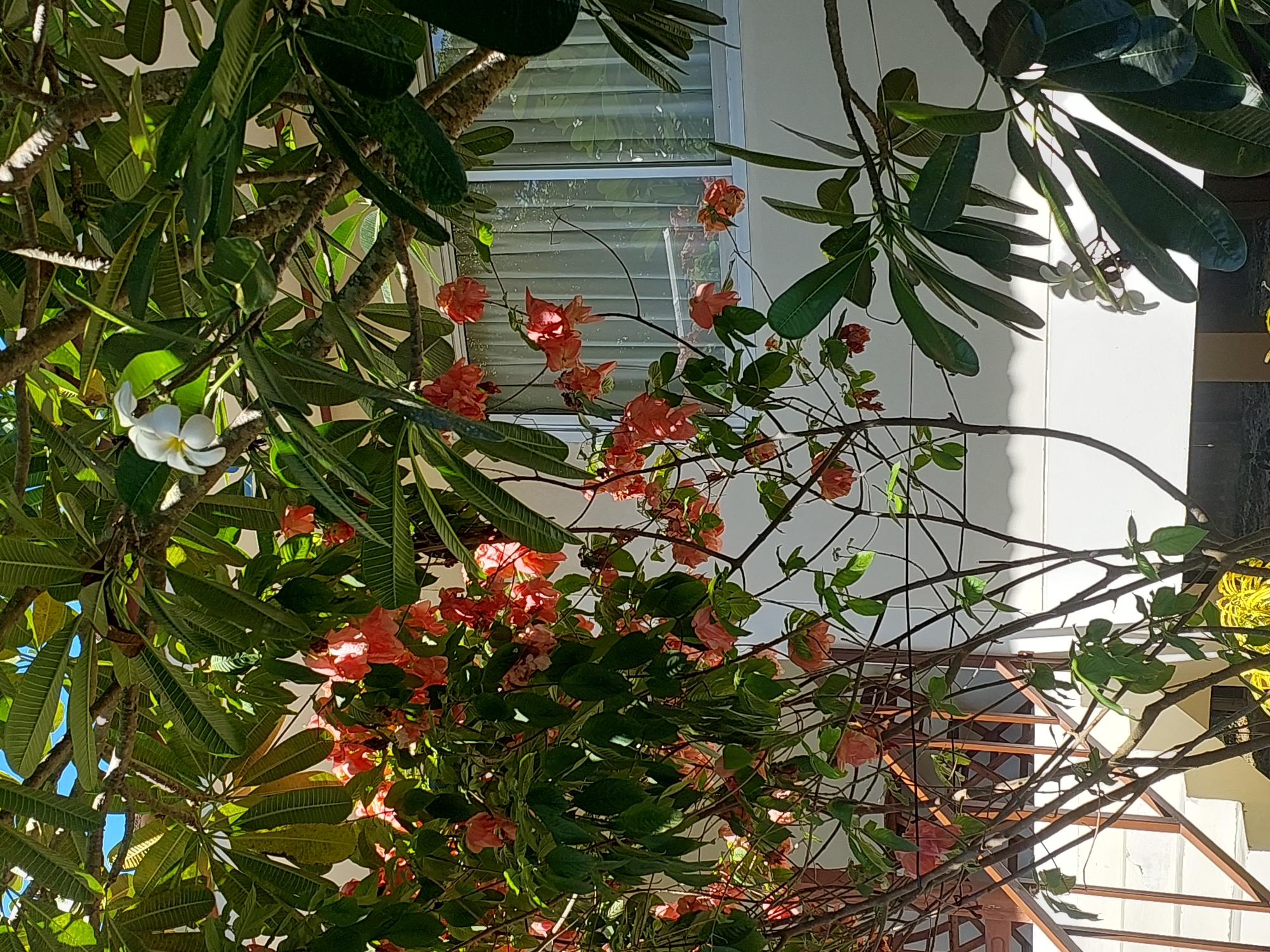 A vertical, medium shot captures a sun-drenched view of tropical foliage and a building exterior in Baan Mae Nam, Thailand. Lush green leaves dominate the frame, with clusters of vibrant coral-pink flowers cascading from a dense bush in the mid-left. A single white plumeria blossom is visible in the upper-center. Behind the foliage, a white building with a large window covered by sheer white curtains is partially visible. To the left, a brown metal railing of a staircase leads up to a white wall. The scene is bathed in bright sunlight, casting distinct shadows on the building's facade.