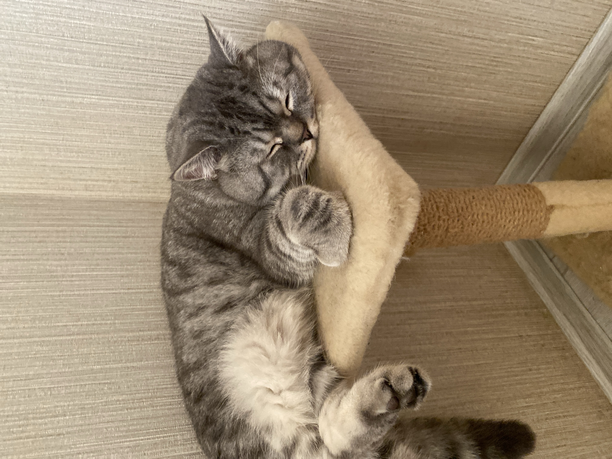 A grey tabby cat is sleeping on a small beige pet platform attached to a scratching post. The cat is curled up with its eyes closed, its head resting on its paws. The background is a textured beige wall. The image was taken indoors, likely in a residential setting. There is no indication of the city of Mykytyntsi, Ukraine, in the image.