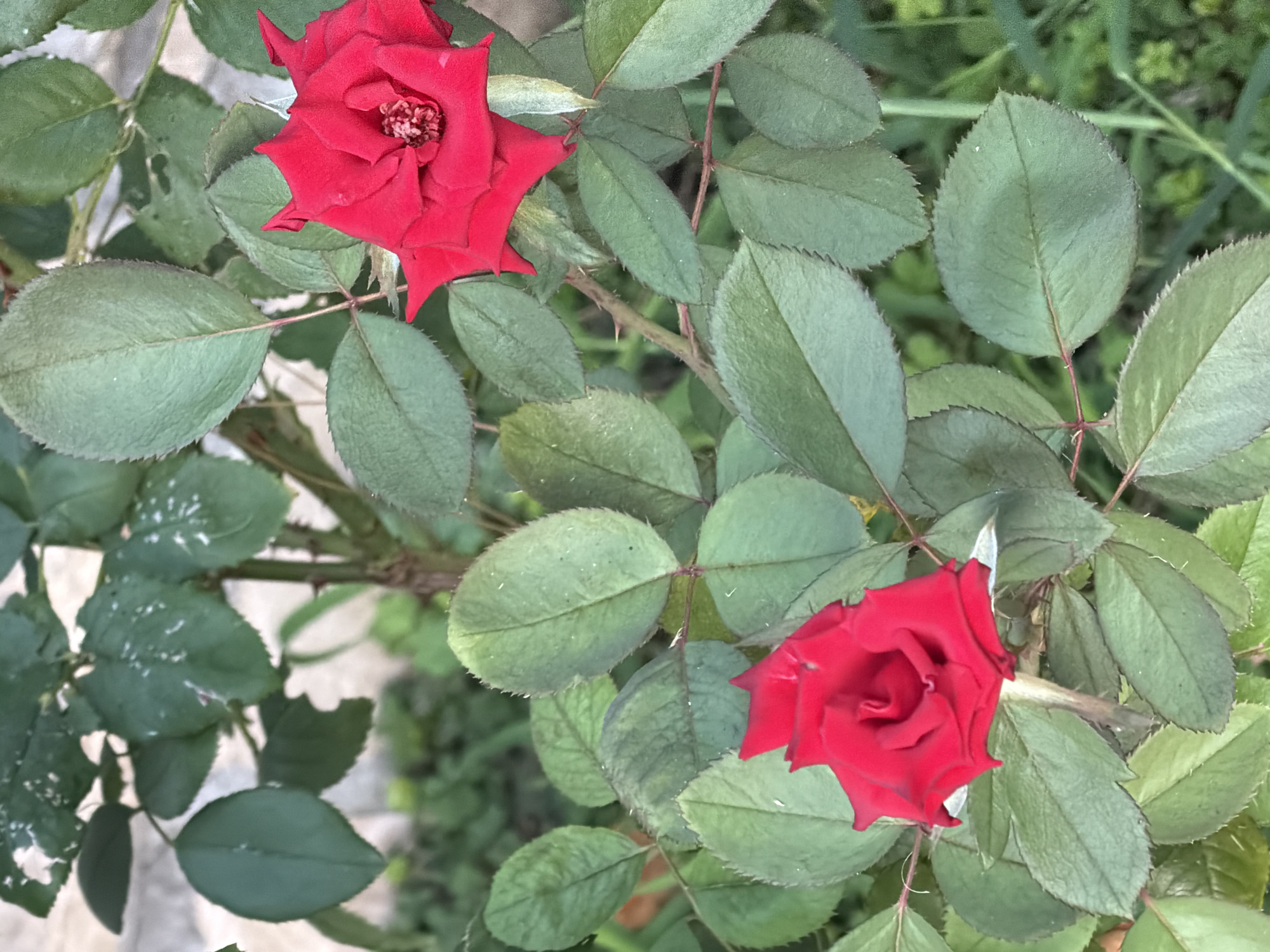 Memory