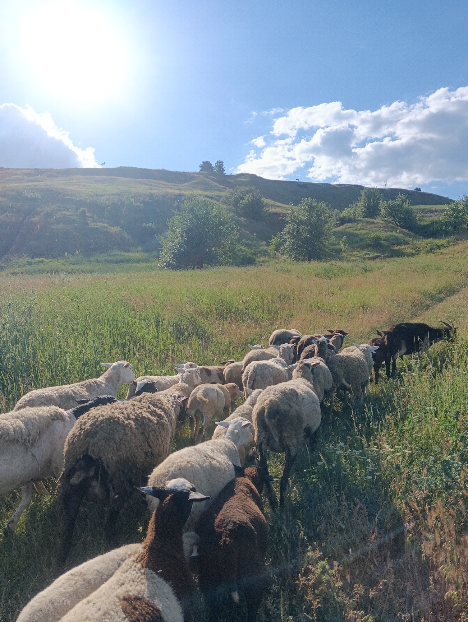 A herd of sheep and at least one goat walks across a grassy hillside under a bright, sunny sky with scattered clouds. The sun is high and bright, casting a glare over the scene. The hillside is covered in green grass, with some trees visible in the background. The sheep are of various colors, including white, brown, and black, and they appear to be moving in the same direction. The goat is dark brown with horns. The image is taken from a low angle, looking up at the animals and the sky. The location is described as Unknown, Unknown.