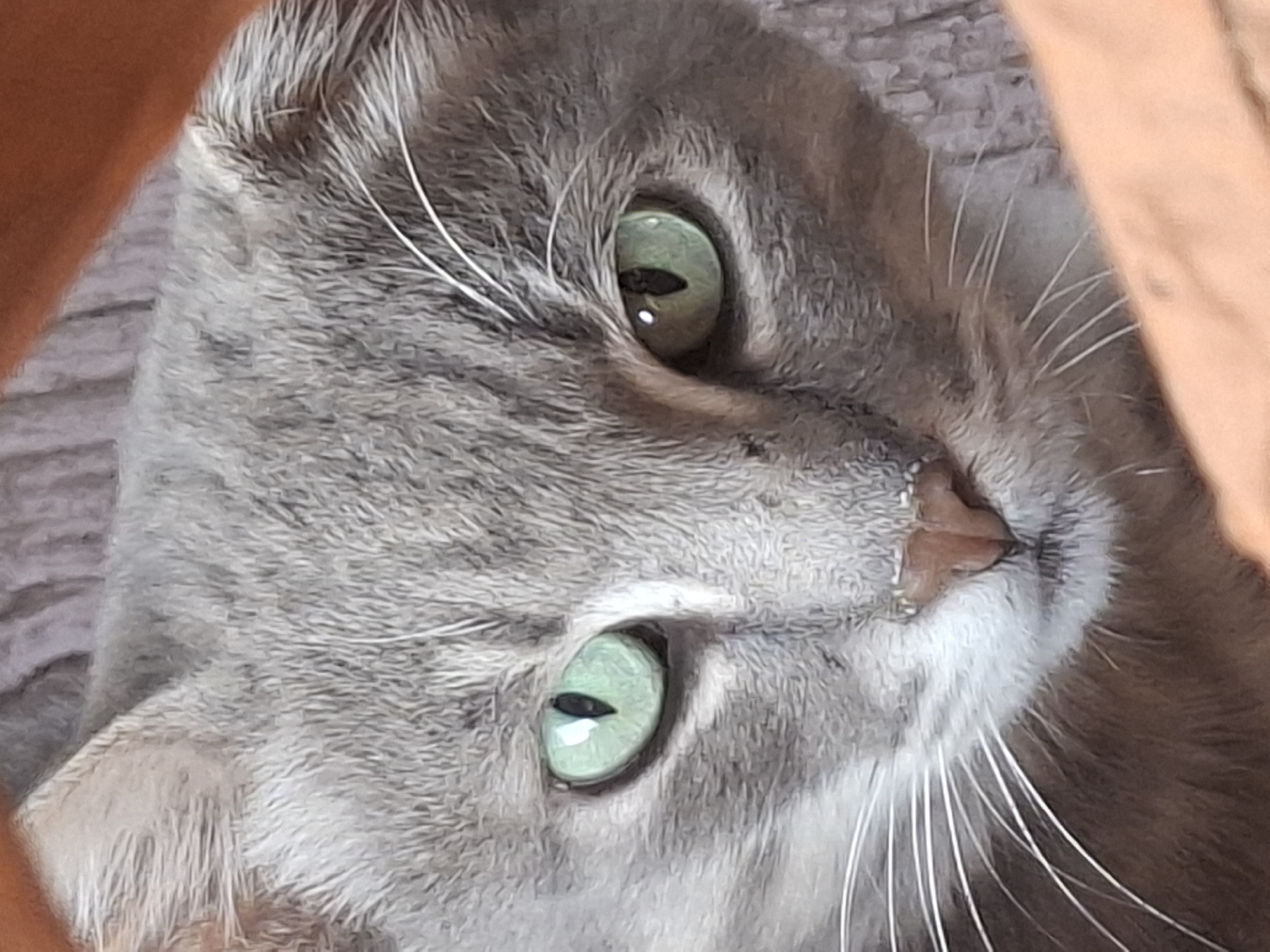 A close-up, head-on shot features a gray tabby cat with striking green eyes. The cat's fur is a mix of light and dark gray stripes, with white whiskers fanning out from its muzzle. Its nose is a light pinkish-brown. The background is blurred, with hints of a textured, possibly wooden, surface behind the cat and an orange, possibly terracotta, element in the foreground. There is no discernible location in Almaty, Kazakhstan, or any specific environmental context provided by the image.