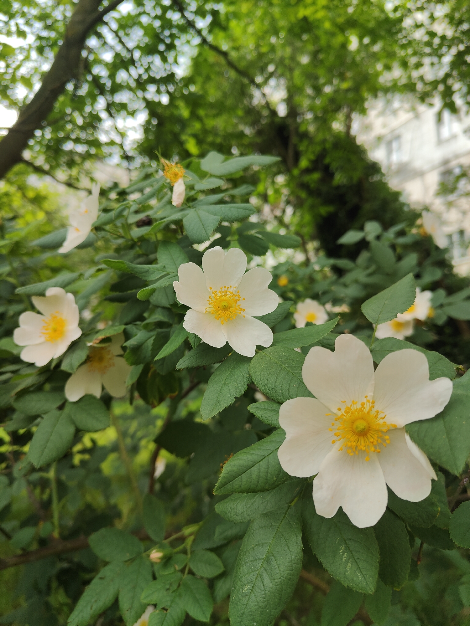 The image depicts a cluster of white wild rose flowers with yellow centers, blooming amidst lush green foliage. In the background, out of focus, a building with white walls and windows is visible, suggesting an urban setting. The branches and leaves of the rose bush are prominent in the foreground, with some leaves showing a slight textured appearance. The overall impression is a close-up view of nature within a likely residential area of Chornomorsk, Ukraine.