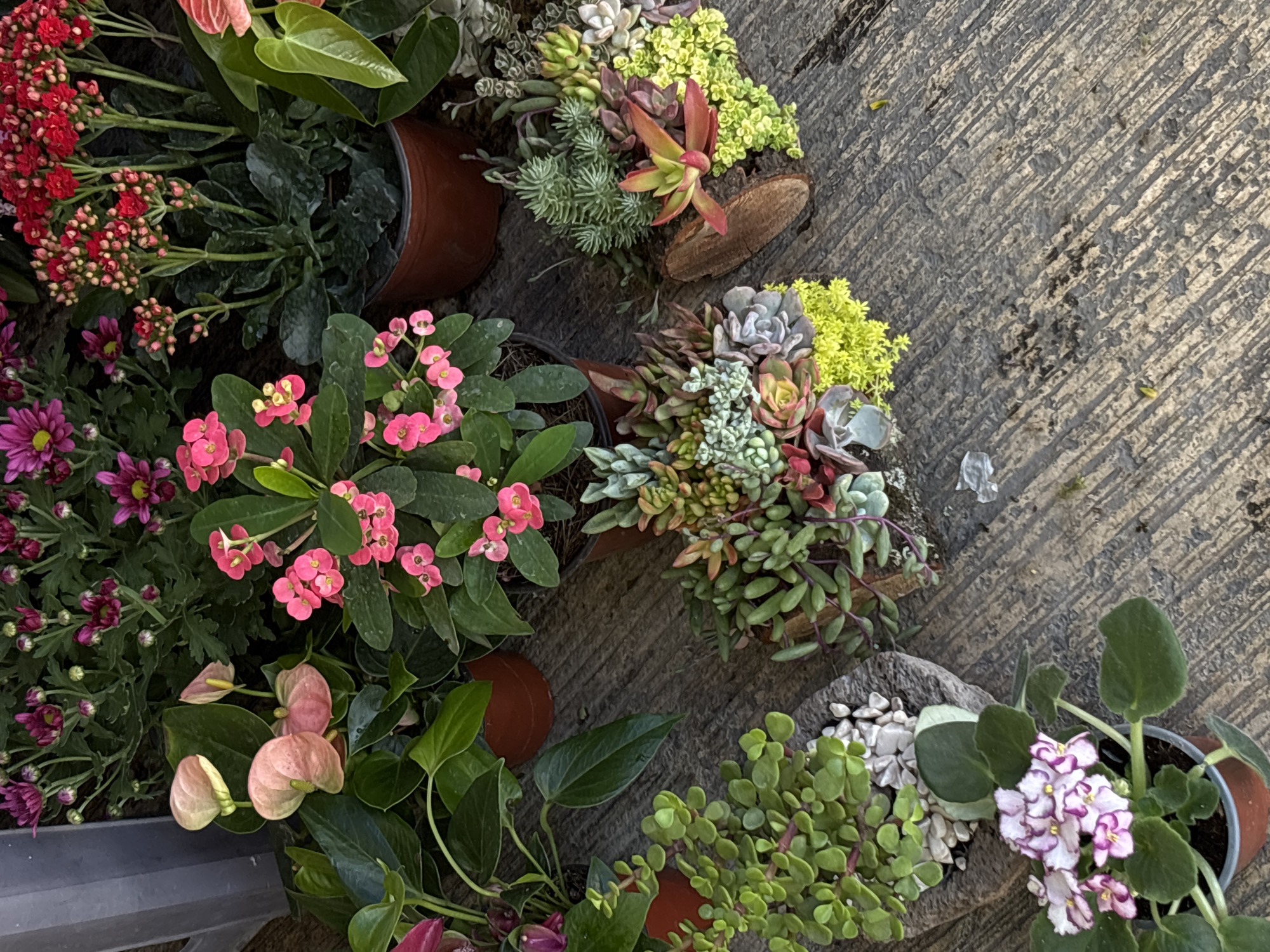 This high-angle shot captures a vibrant display of various potted plants and flowers, likely in an outdoor setting such as a nursery, market, or garden shop in Mexico City, Mexico.
The scene is dominated by a rich assortment of flora arranged on a textured, grey concrete or stone surface. In the upper left, a plant with dense clusters of small red flowers, possibly Kalanchoe, is prominent. Below it, a plant with striking pink flowers and dark green leaves, resembling Crown of Thorns (Euphorbia milii), adds another splash of color. Further down on the left, a pot filled with purple or magenta chrysanthemum-like flowers and numerous buds introduces a cooler tone. Adjacent to these, several pots contain pink Anthurium flowers with their characteristic heart-shaped spathes.
A significant portion of the image is dedicated to an array of succulents, displayed in various brown pots and some creative arrangements using pieces of wood and small white decorative stones. These succulents exhibit a spectrum of green, red, and grey hues, showcasing their diverse forms. Towards the bottom right, a small green-leafed plant, possibly a type of jade, is visible next to another wooden planter filled with succulents. An African Violet (Saintpaulia) with delicate white and purple striped flowers is also seen in a pot on the lower right, adding to the floral variety.
The lighting suggests it is daytime, with natural light illuminating the plants and casting subtle shadows. No human figures or discernible text are visible. The overall impression is one of natural beauty and abundance, typical of plant displays in urban areas.