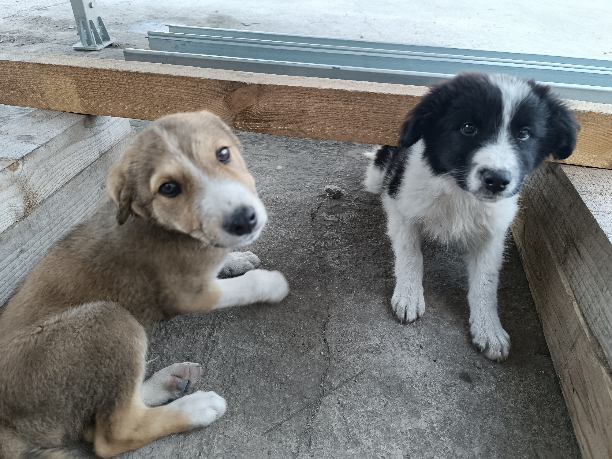 Two puppies are on a concrete surface near wooden beams and metal structures. The puppy on the left is light brown with white markings on its paws and face, lying down and looking towards the camera. The puppy on the right is black and white, sitting and facing the camera. In the background, there are two parallel metal beams and a section of a wooden beam. The scene appears to be an outdoor area in a city setting, possibly a construction site or an industrial area. The location in Târgu Jiu, Romania is not visually identifiable from the image alone.