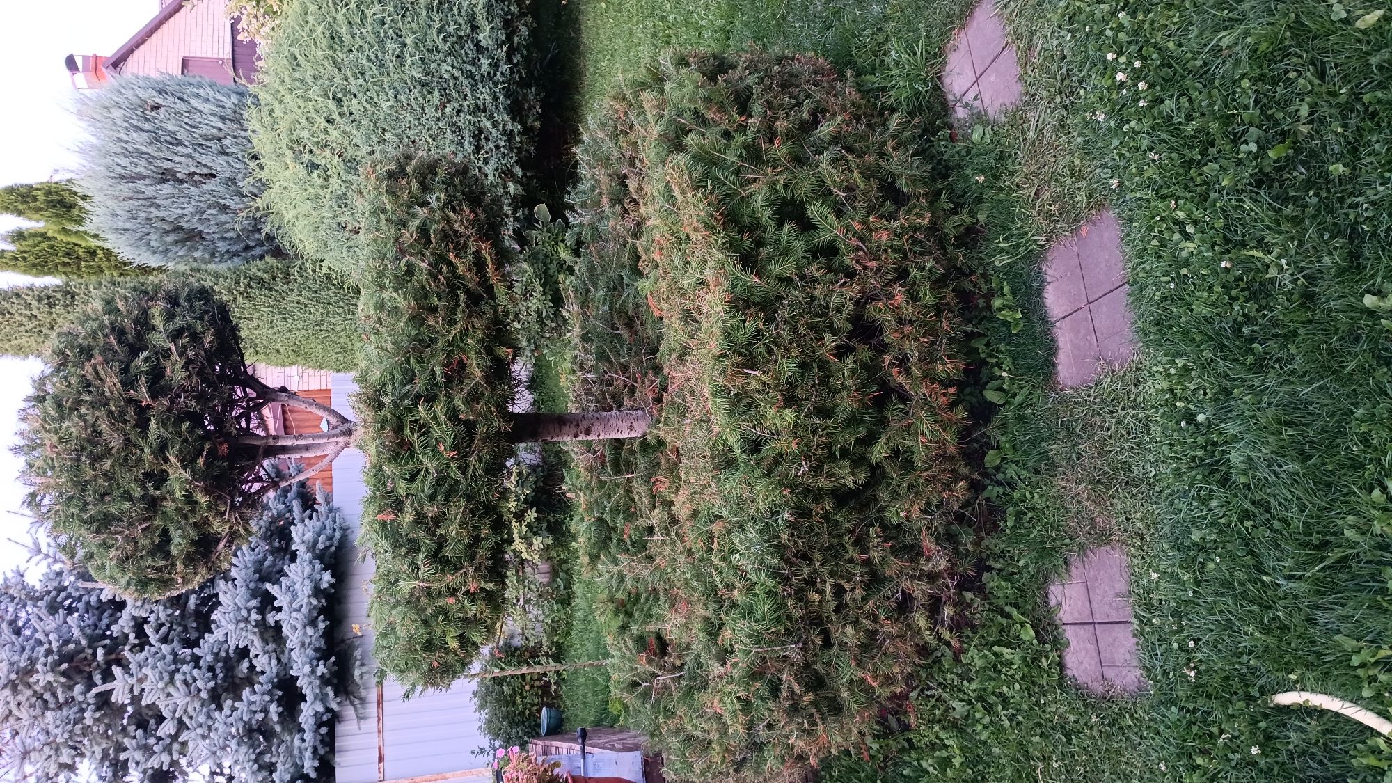 The image depicts a well-maintained garden with a variety of evergreen trees and bushes, sculpted into formal shapes. In the foreground, a circular, tiered evergreen bush with a rough-barked trunk forms the central element. The lower tier is a dense, rounded hedge, while the upper tier is a smaller, rounded ball shape. Behind this central bush, several other evergreens are visible, including a tall, slender cypress tree and a larger, fuller blue-green juniper. In the background, a light-colored house with a red-tiled roof is partially visible, suggesting a suburban or rural residential setting. The ground is covered in lush green grass, with some paving stones arranged in a path leading through the lower tier of the central bush. The overall impression is one of a meticulously landscaped outdoor space.