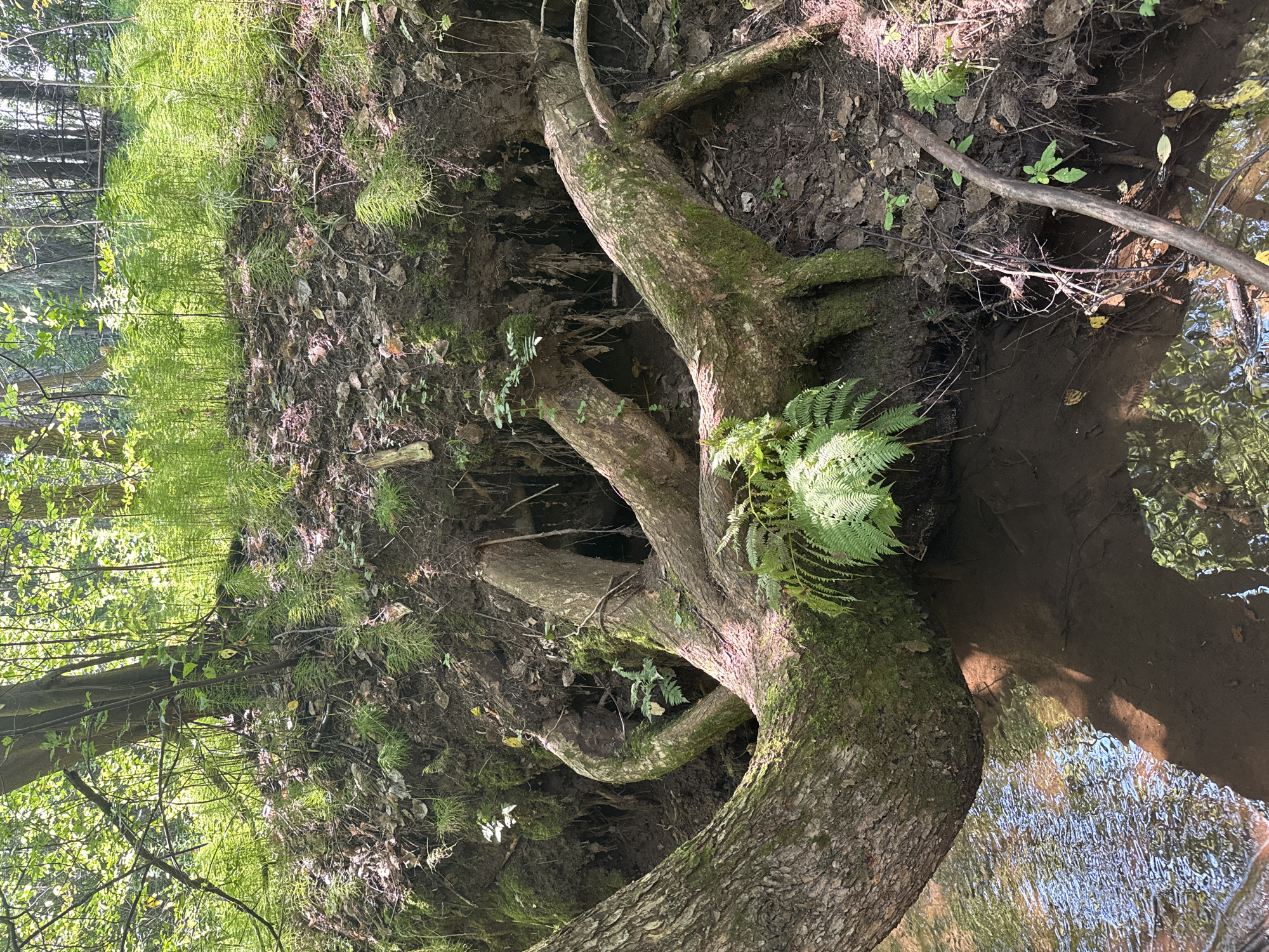 The image depicts a natural scene of a stream bank with exposed tree roots in a wooded area. The roots are large and gnarled, covered in moss, and extend over the water. There are ferns and other greenery growing on the bank. The water is shallow and appears to be flowing. The overall environment is lush and wild. No specific location in Izhevsk, Russia is identifiable from the image.