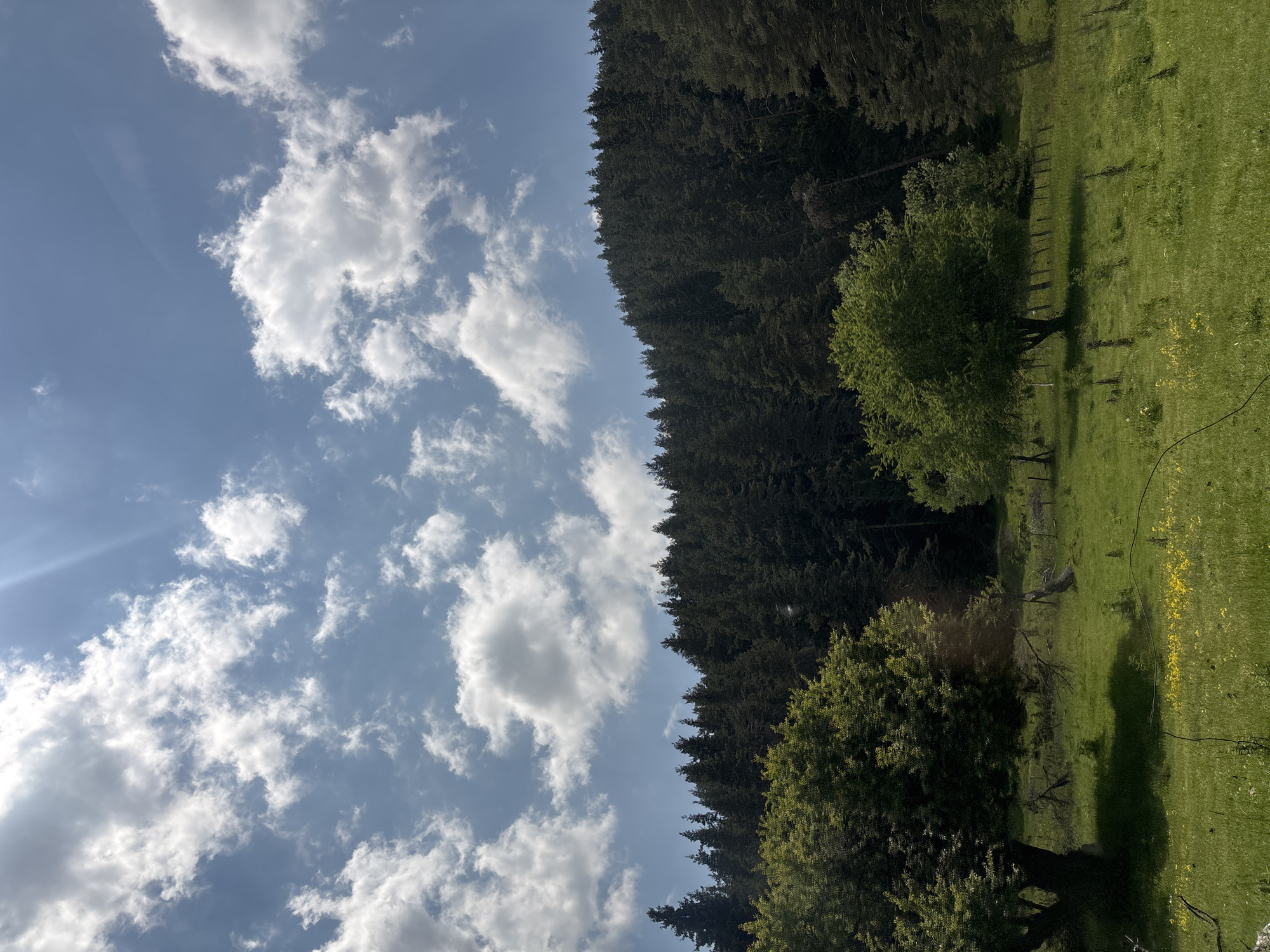 The image depicts a verdant, mountainous landscape in Beli Iskar, Bulgaria, under a partially cloudy blue sky. The upper half of the frame is dominated by a clear sky interspersed with numerous white cumulus clouds of varying sizes; sunrays emanate from the upper left. A dense, dark green coniferous forest, primarily composed of pine and fir trees, forms a prominent ridge across the midground, suggesting a mountain slope. The lower half of the image features a bright green meadow or pasture with scattered patches of small yellow wildflowers. In the foreground, two prominent deciduous trees with full, bright green foliage stand; one large tree is on the left, casting a dark shadow on the grass, and a smaller, slender tree is positioned towards the center-right. Remnants of a rustic fence, consisting of weathered wooden posts and wire, are visible extending into the meadow from the right side. No individuals, animals, or active human interactions are present within the frame. The scene is illuminated by strong sunlight, indicating midday conditions.