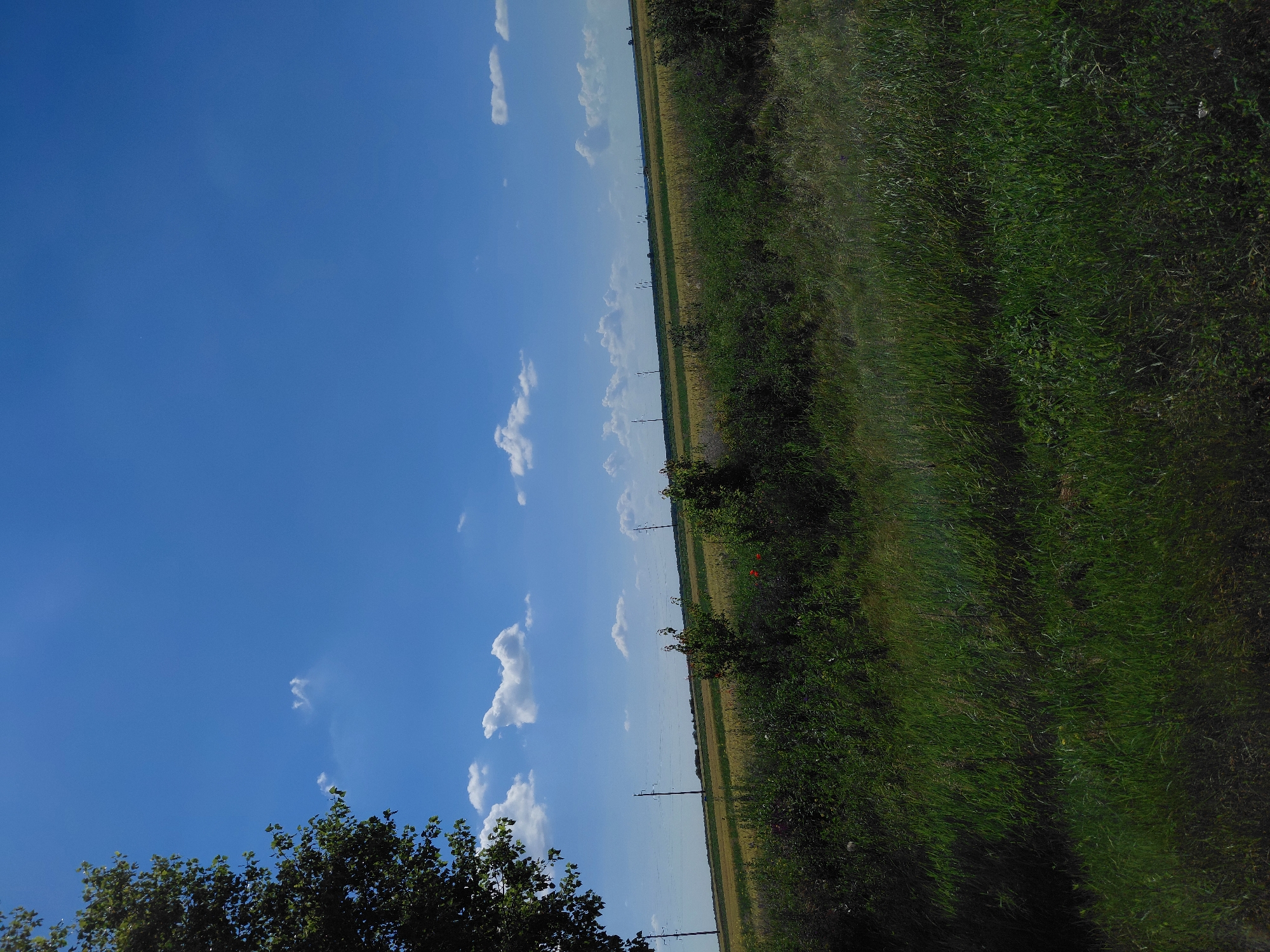 An outdoor, full-shot, eye-level, vertical photograph depicts a bucolic landscape under a bright blue sky dotted with fluffy white clouds. In the foreground, a thick patch of lush green grass occupies the lower portion of the frame, with some darker shadows indicating uneven terrain or denser vegetation. To the left, the dark green foliage of a tree branches into the upper left corner of the image.
Beyond the immediate foreground, the landscape transitions to a field of yellow and green crops, suggesting agricultural land. A line of utility poles with power lines stretches horizontally across the middle ground, dividing the fields. In the distance, a gently rolling horizon is visible, with more vegetation and possibly structures faintly discernible. A few small red flowers are scattered among the green bushes in the mid-ground, adding a splash of color to the scene. The overall impression is one of a peaceful, rural setting bathed in sunlight.