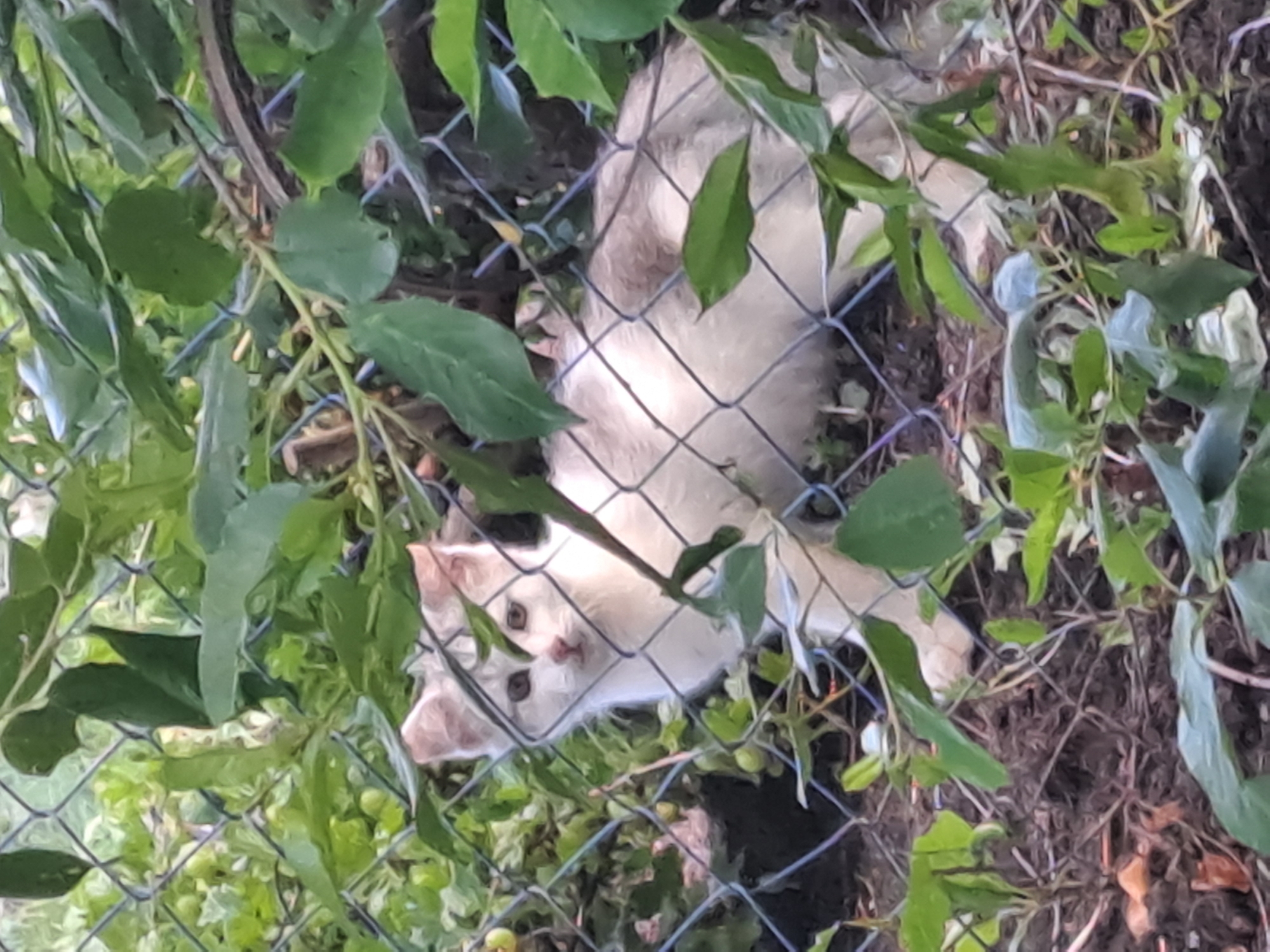 A white cat with subtle cream or light brown markings is visible, looking directly at the camera through a chain-link fence. The cat appears to be resting on its back or side on the ground, with its body partially obscured by the fence and surrounding foliage. Its face, featuring dark observant eyes and a small pink nose, is prominent.
The scene is dominated by dense green leaves and vines that intertwine with the chain-link fence, creating a natural, somewhat overgrown setting. Small green berries or buds are visible on some of the vines. The background shows dark brown soil and further greenery.
The image is captured during the daytime, indicated by the natural, soft light filtering through the vegetation. No specific weather conditions are discernible, but the scene appears calm. No human subjects or visible text are present. The location context is Полянки, Russia. The cat's expression conveys a sense of curiosity or gentle observation.