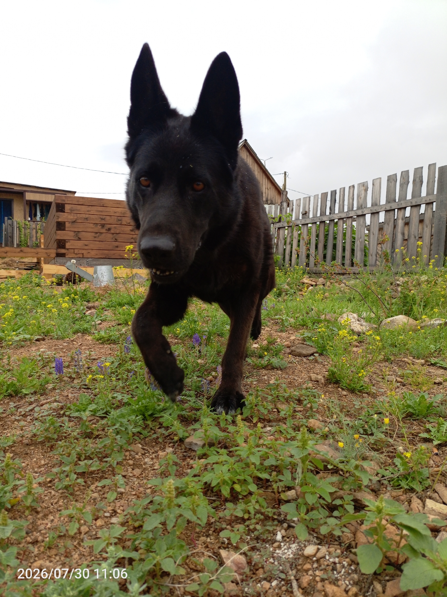 An adult black German Shepherd is captured in a low-angle, close-up shot, mid-stride in a grassy, outdoor area. The dog is facing the camera, with its mouth slightly open, revealing teeth, and its ears are erect. The background features a wooden fence, a building with wooden siding, and a cloudy sky. Small yellow and purple wildflowers are scattered throughout the foreground and midground. The ground is a mix of soil, small stones, and sparse vegetation. A silver bucket is visible behind the dog, near the building. The timestamp "2026/07/30 11:06" is overlaid on the bottom left of the image. The environment suggests a rural or semi-rural setting, possibly a yard or a field adjacent to a dwelling. No specific landmarks within the city of Эрхирик, Russia, are identifiable in the image.