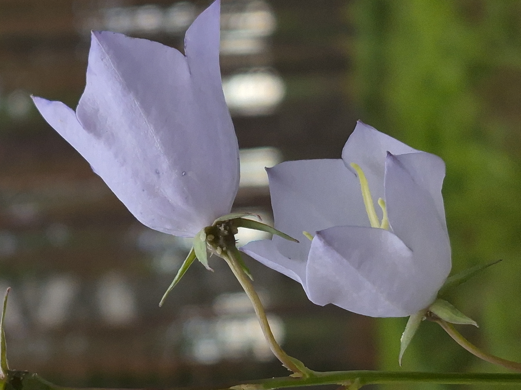 The image depicts a close-up view of two light purple bell-shaped flowers in bloom, positioned vertically on a stem. The foreground is dominated by the delicate petals and delicate yellow stamen of the flowers, with one flower above and slightly to the right of the other. The background is blurred, showing a soft bokeh effect of green foliage and brown tree trunks, suggesting an outdoor, natural setting. The lighting is soft, highlighting the translucent quality of the petals. The scene is devoid of any human presence or activity. The location is specified as Hargla, Estonia.