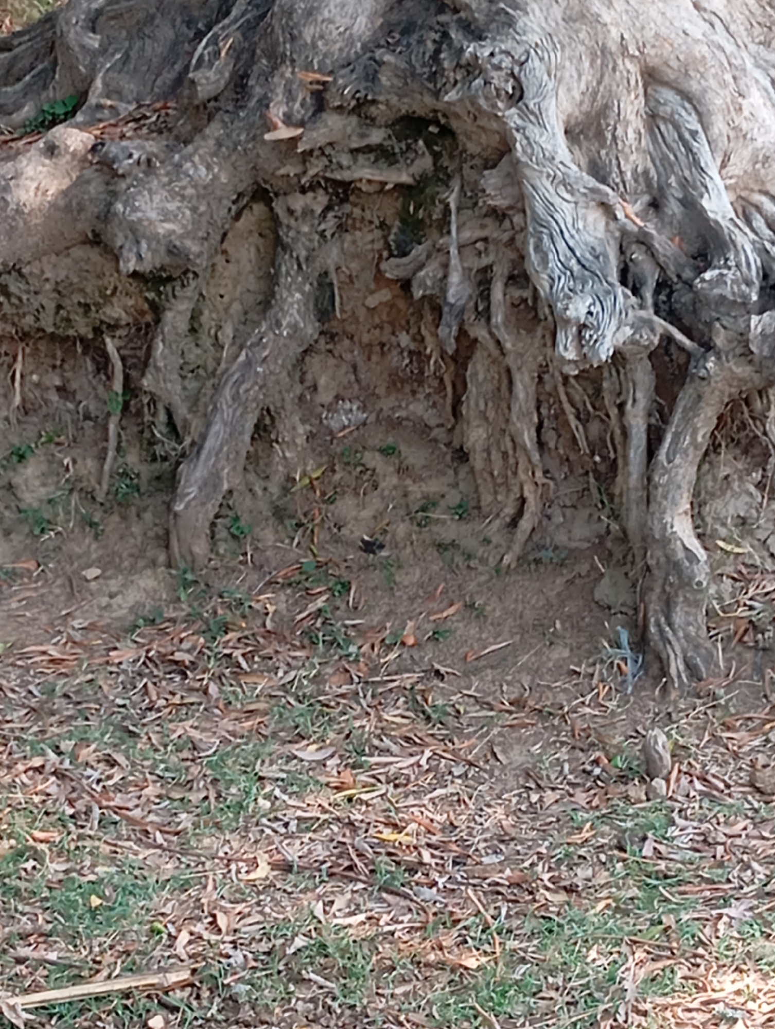 The image displays a close-up view of the exposed roots of a large tree. The roots are gnarled and textured, with some appearing weathered and dry, while others show signs of moss or algae growth. The ground around the roots is covered with a layer of fallen leaves and small patches of grass. The soil is a mixture of brown earth and organic debris. The overall scene suggests a natural, possibly park-like or wooded area within the city of Hakale, Pakistan, characterized by the presence of mature vegetation. No people or animals are visible in the image.