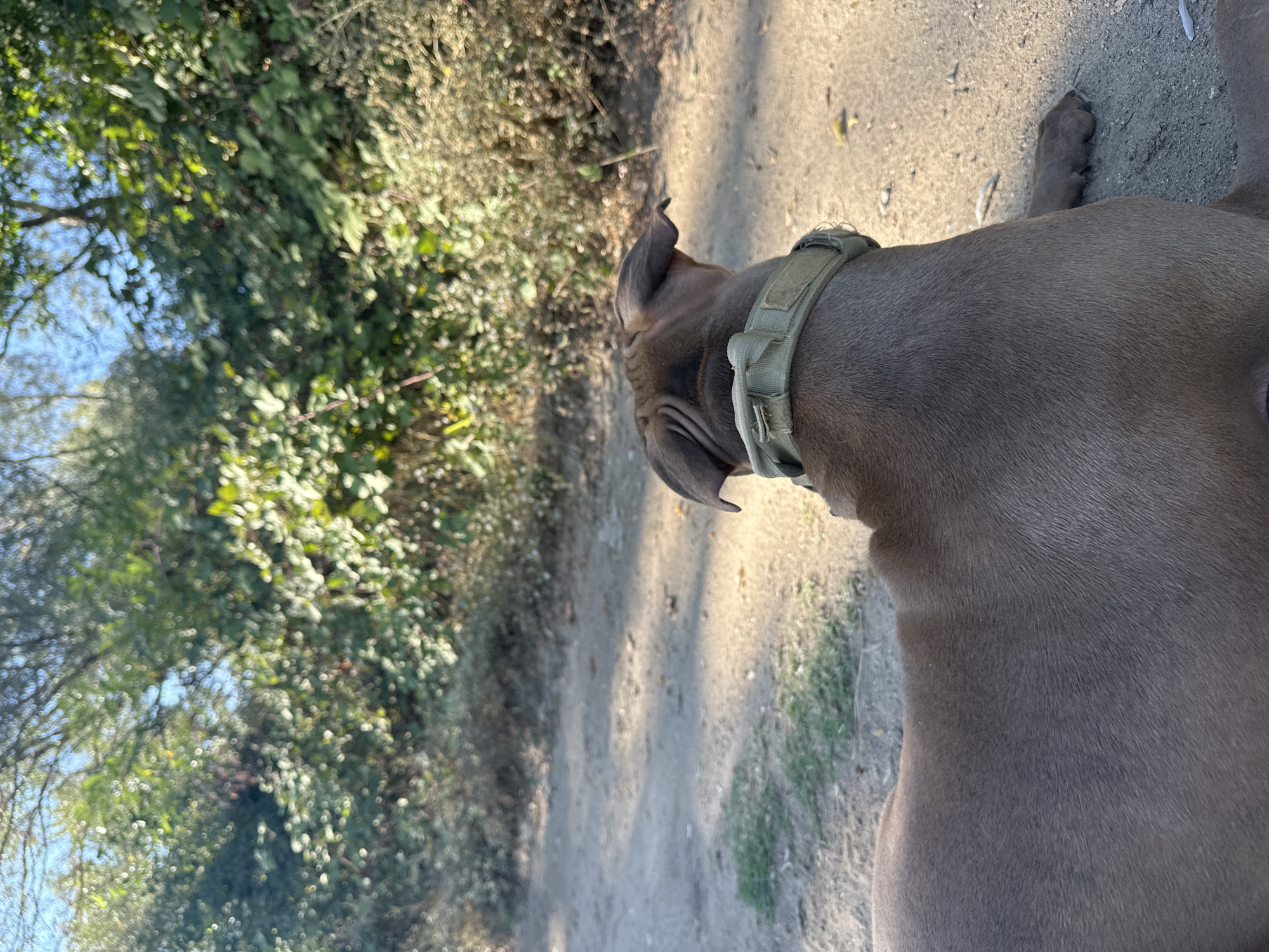 The image shows a dog wearing a collar lying on a dirt path. The dog is facing away from the camera, looking towards a dense area of trees and foliage. The sun is casting shadows on the path, indicating it is likely daytime. There is no visible indication of the city of Malevo, Bulgaria.