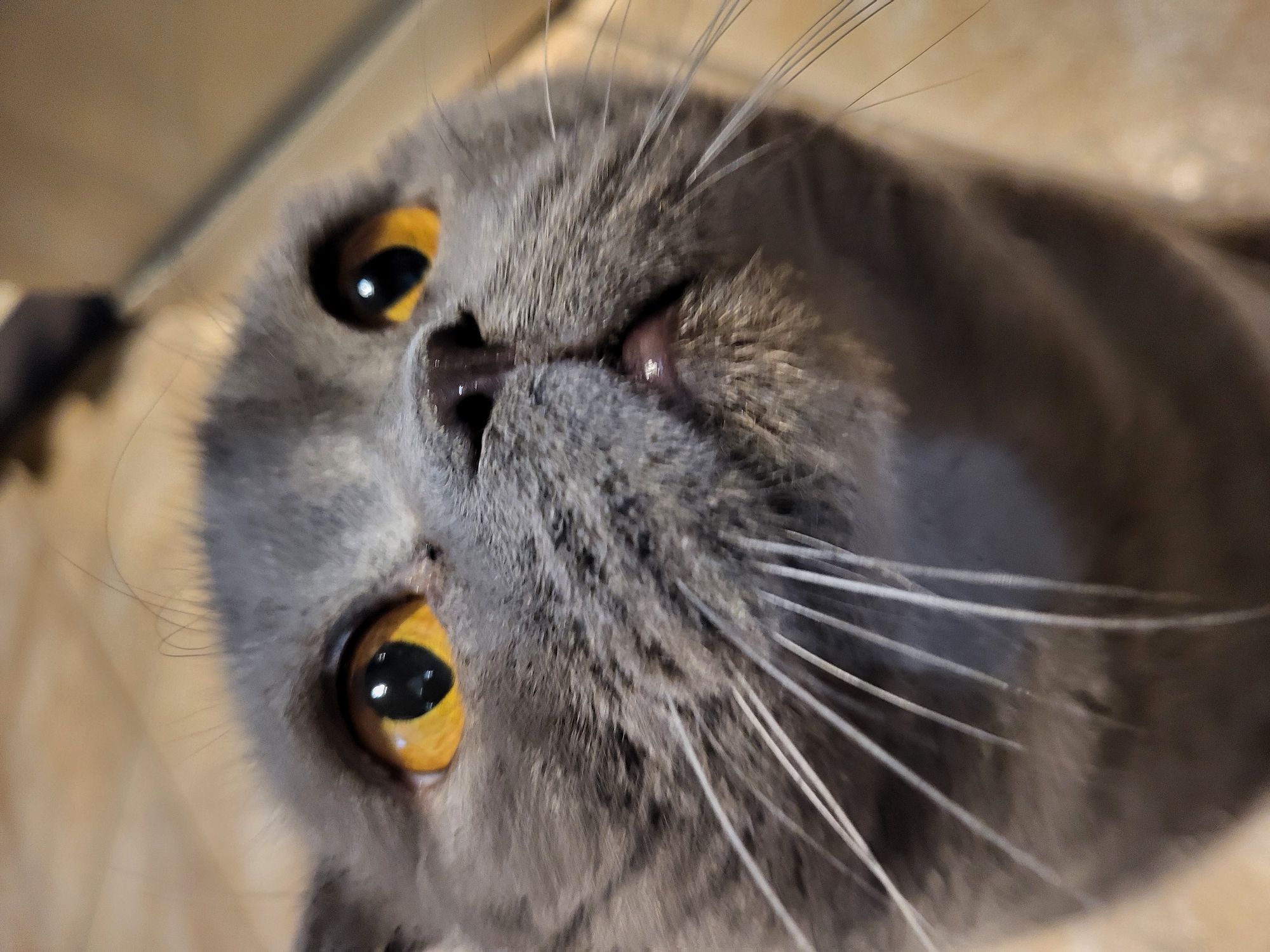A close-up, slightly out-of-focus image shows the head of a gray cat with striking yellow eyes. The cat's face is positioned diagonally in the frame, with its nose near the top center. Numerous white whiskers radiate from the cat's cheeks. The background appears to be a blurred, light-colored surface. No people or other objects are visible. Location is Unknown, Unknown.
