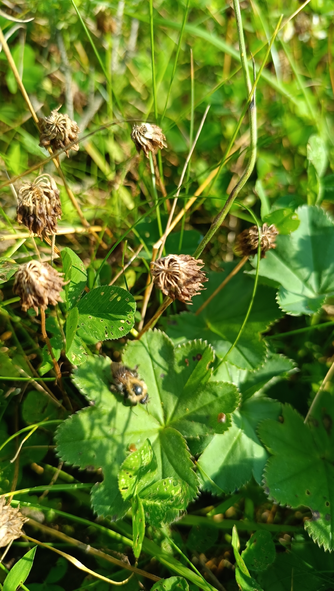 The image shows a close-up view of green foliage and dried seed heads in an outdoor setting, likely a park or garden. A bumblebee is visible on a leaf in the lower center of the frame. The lighting suggests it is daytime, with sunlight casting shadows. The background is a blur of green vegetation. There is no information or visual evidence within the image to determine its location in Karsha, Russia, or any specific city.
