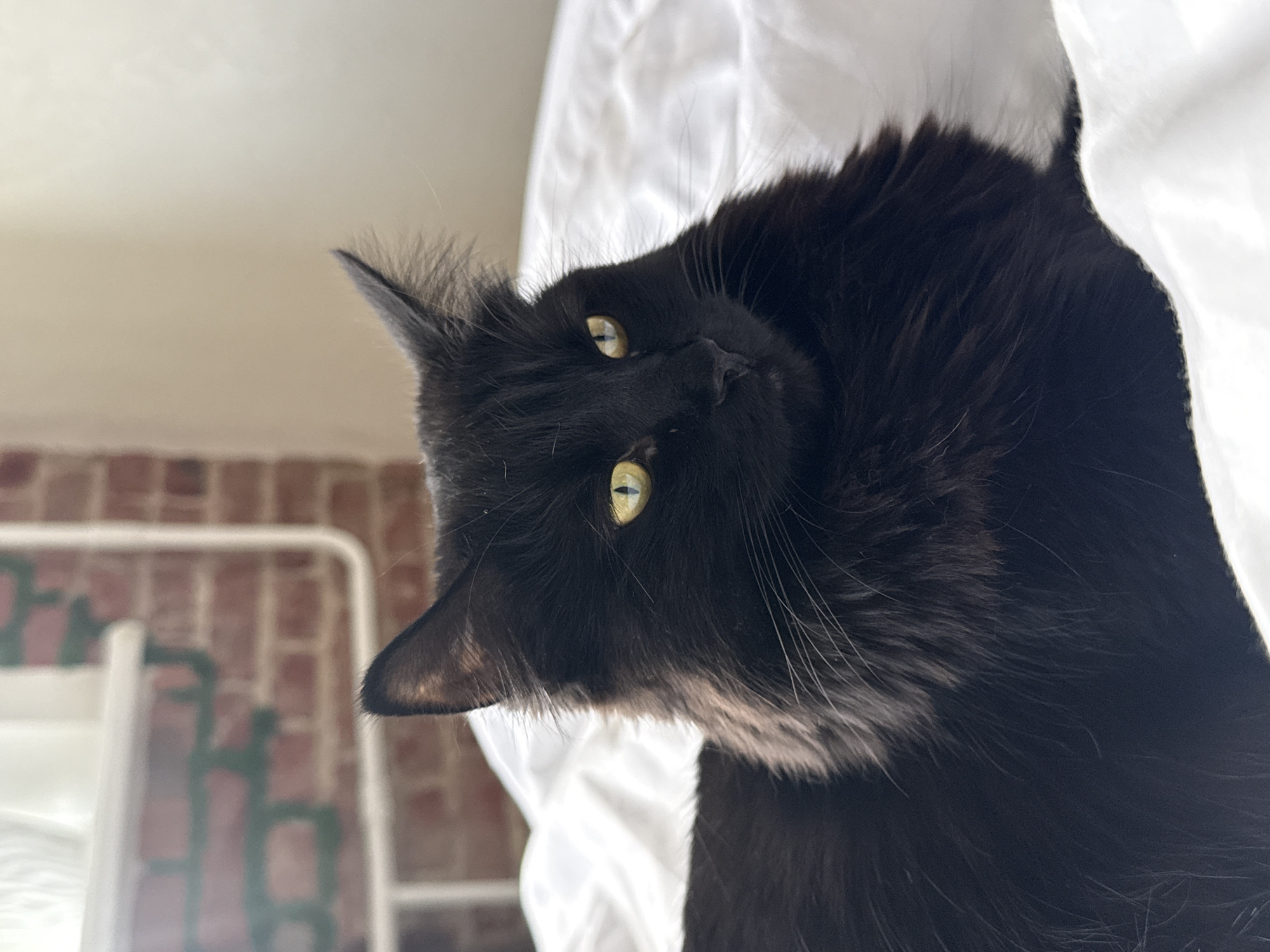 A close-up, slightly low-angle shot depicts a long-haired, black cat looking into the camera. The cat's head is tilted to its right, with its yellow eyes facing the viewer. The cat is surrounded by white fabric. In the background, brick and white bars are visible, but they are blurred. The location is not identifiable as Rostov-on-Don, Russia, based on the provided image.