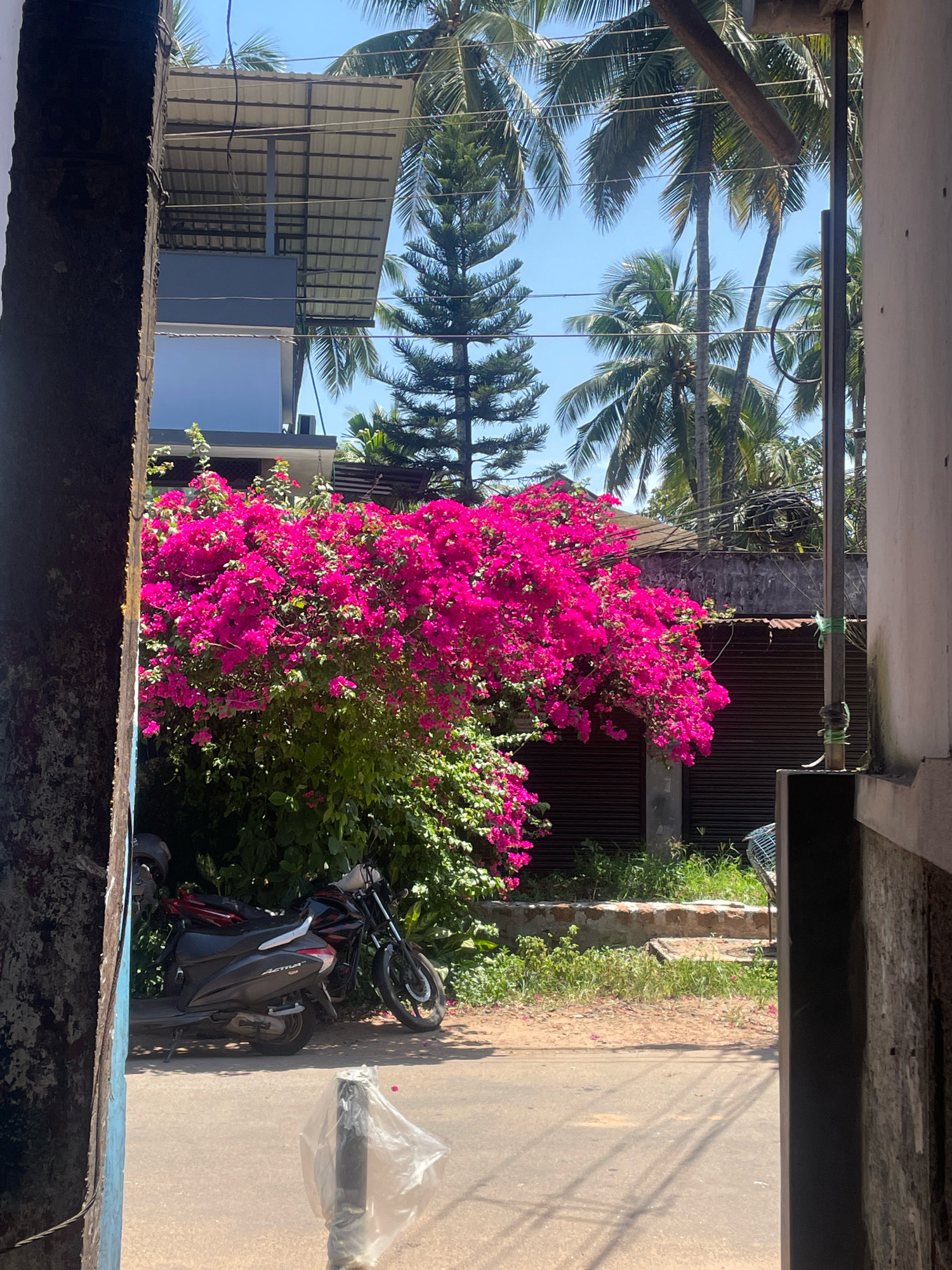 The image captures a view from a sheltered doorway onto a sunlit street in Feroke, India. Dominating the foreground is a vibrant, bushy plant laden with bright pink bougainvillea flowers. To the left of the bougainvillea, a dark-colored scooter is parked, partially obscured by the foliage. To the right of the scooter, a motorcycle with a black frame and red accents is also parked.
Behind the flowering bush and vehicles, a building with a corrugated metal roof is visible. Above this building, a dense canopy of palm trees and a tall, dark green coniferous tree are silhouetted against a clear blue sky. Power lines crisscross the upper portion of the scene. The street itself is paved, with some patches of dry grass and dirt visible on the side. In the immediate foreground, a partially transparent plastic bag is draped over a pole. The overall impression is one of a warm, tropical day in a bustling Indian town.