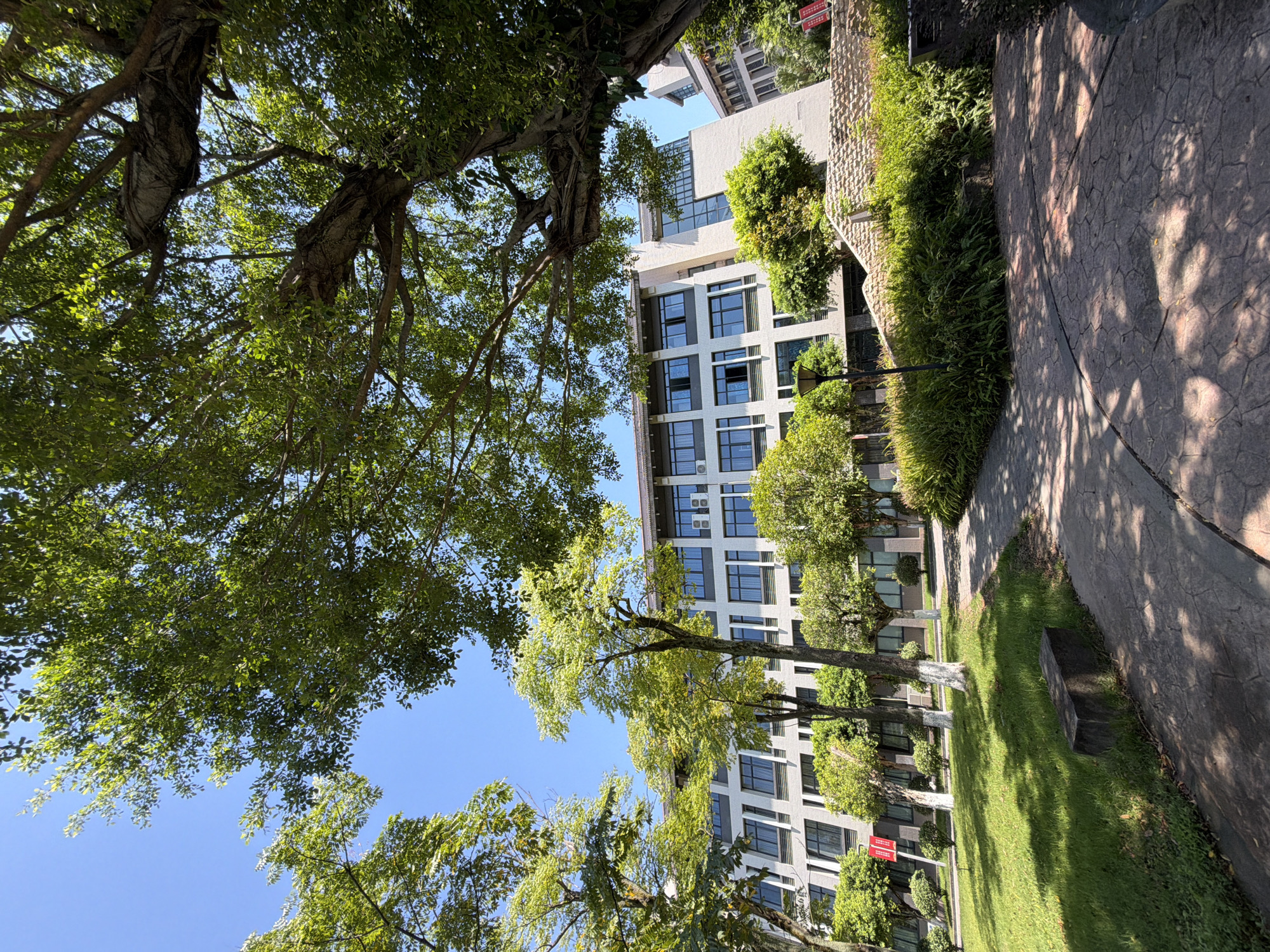 This is a medium-angle, eye-level, full exterior shot taken in the city of Jiangjin, China, on a sunny day. The scene depicts a modern building with a light-colored facade and numerous windows, partially obscured by lush green trees. A paved walkway with a textured surface leads through a manicured lawn. The foliage is dense and vibrant, suggesting a well-maintained outdoor space. The sky is clear and blue.