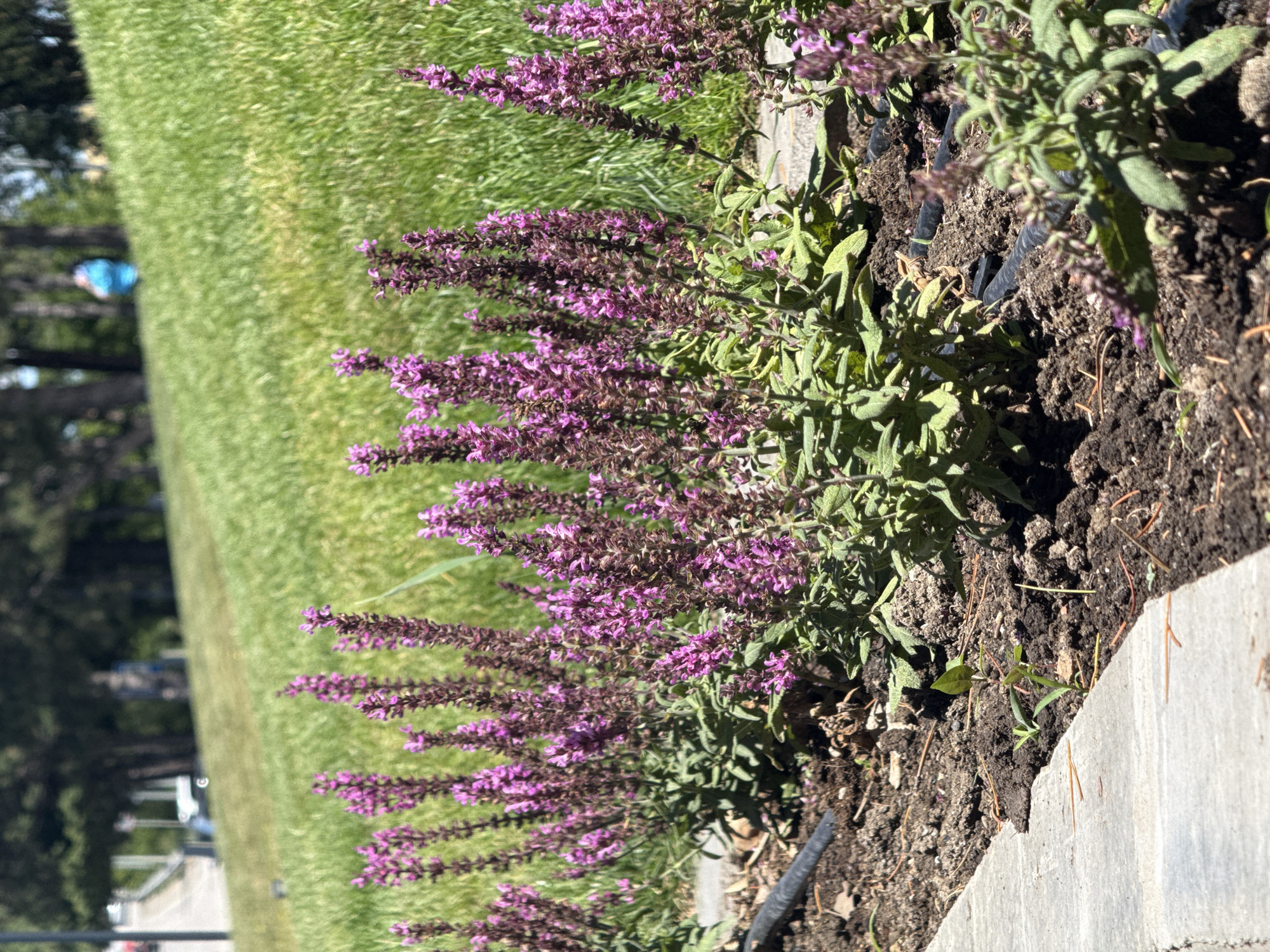 In an outdoor, urban setting, a row of purple flowering plants, possibly salvia or a similar species, are in bloom and are in focus in the foreground. These plants are situated along a concrete border separating them from a manicured, green grassy slope that rises behind them. The slope is dotted with trees and in the background, a person in blue is visible on the hill. The ground beneath the flowers is dark soil, with visible irrigation tubing. The lighting suggests a bright, sunny day.