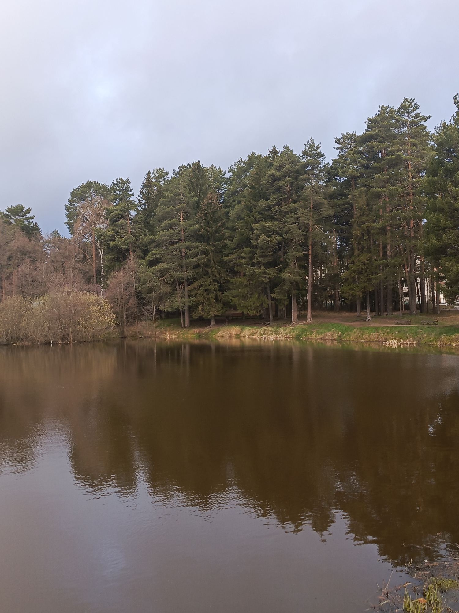 The image displays a tranquil natural landscape, likely a park or recreational area in Chaikovsky, Russia. The scene is dominated by a calm body of water in the foreground, reflecting the overcast sky and the treeline along the far bank.
The water, appearing brownish-grey, features subtle ripples on its surface, creating softened, elongated reflections of the surrounding trees. The far bank is densely forested, primarily with tall, dark green coniferous trees, specifically pines. Interspersed among them, particularly towards the left, are deciduous trees with bare branches or very early spring foliage, including one prominent birch tree with white bark. The trees stretch across the entire width of the bank.
Along the immediate edge of the bank, a narrow strip of green grass and exposed earth is visible. Faint details under the trees on the right side suggest the presence of park furniture, such as benches or picnic tables, indicating a public use area. Through the denser part of the treeline on the right, subtle glimpses of distant buildings can be perceived.
The sky above is uniformly overcast and light grey, with a slightly brighter area suggesting the hidden sun, but no direct sunlight is piercing through. This contributes to a muted and serene atmosphere.
No people or discernible activities are visible in the image, emphasizing the quiet solitude of the natural setting. The mixture of evergreen and bare deciduous trees, combined with the overcast sky, suggests a scene captured during the cooler, transitional seasons like early spring or late autumn. No visible text is present.