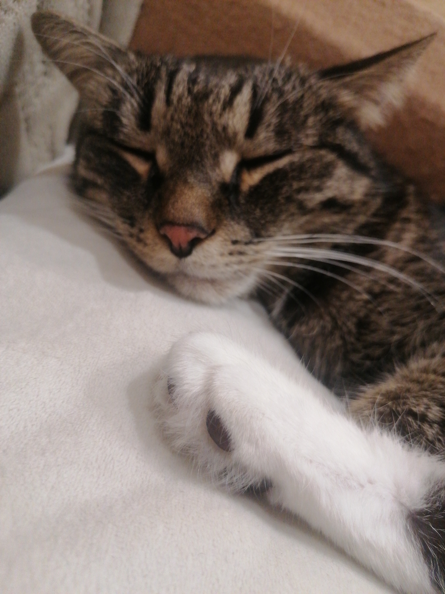 A tabby cat is sleeping soundly on a soft, white surface. Its head is resting on the surface, and its eyes are closed. The cat's fur is a mix of brown, black, and white. A white paw is visible in the foreground, with dark claws. The background is blurred and appears to be a wooden surface. The image does not provide any information about the location in the city of Angarsk, Russia, or any other specific details about the environment.