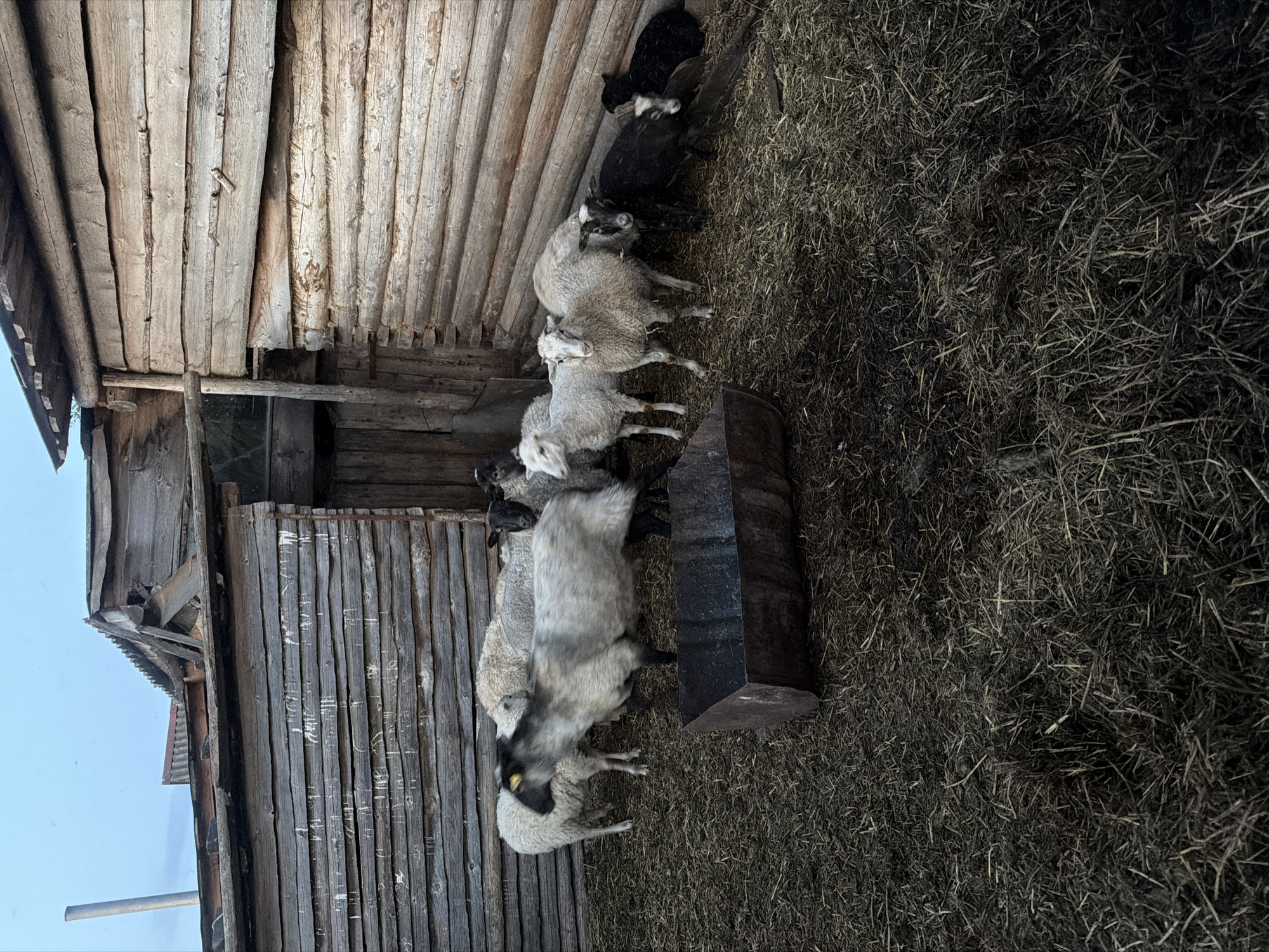 The image depicts a group of sheep in what appears to be a rural barn or shed in Dubrova, Russia. The structure is built with rough, unpainted wooden planks and has a somewhat dilapidated appearance. The sheep are huddled together. The ground is covered in straw and other debris.