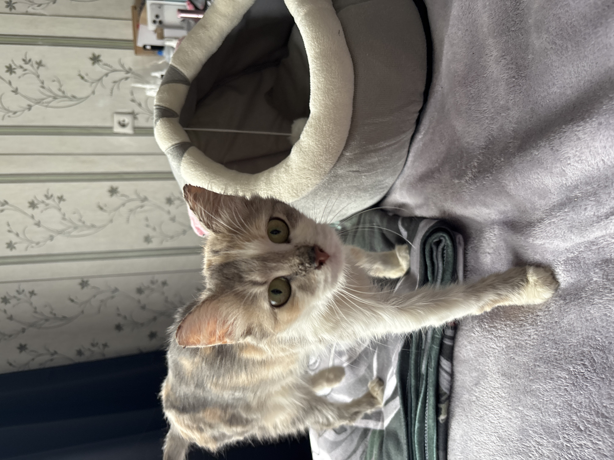 A calico kitten stands on a grey blanket, looking at the camera. The kitten has green eyes, white fur on its face and chest, and patches of grey, orange, and black fur on its back. To the right of the kitten is a grey and white cat bed. In the background, there is a wall with striped wallpaper and a dark curtain. The scene appears to be indoors, likely in a residential setting within the city of Svietlahorsk, Belarus.