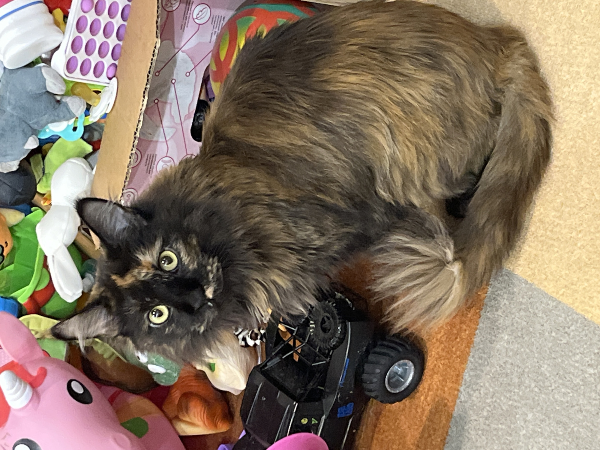 The image captures a domestic cat positioned in a cluttered indoor environment. The setting is identified as the city of Tyumen, Russia.
The primary subject is a long-haired domestic cat with a distinctive tortoiseshell coat, exhibiting mottled patterns of dark brown, black, and ginger/tan fur. The facial fur prominently features these color variations, including a distinct white patch on the chin area. The cat possesses bright yellow-green eyes and is directly gazing towards the viewer. It is seated upright on a multi-colored carpet, with its bushy tail curled around its right side, displaying shades of greyish-brown and tan fur.
To the left of the cat, in the foreground, a black toy truck or off-road vehicle is partially visible. This toy features prominent dark tires with silver-colored rims and a visible rear structure resembling a roll cage or cargo rack. A segment of a pink plush toy is also discernible on the far left edge of the frame.
The background behind the cat and extending to the right is densely populated with an assortment of children's toys and miscellaneous household items. Notable objects include a large pink plush toy resembling a unicorn or pig with a white horn, several green and white stuffed animals, and other colorful fabric items. A cardboard box, featuring pink graphics and schematic diagrams, is positioned behind the cat's upper body. Within or adjacent to this box are further items, including a white rectangular object with purple circular indentations, consistent with a pop-it fidget toy, and various other smaller plastic and fabric playthings.
The floor beneath the subjects is a segmented carpet or rug, displaying distinct areas of orange, grey, and a light beige or tan color. The overall scene suggests a residential setting, likely a play area.