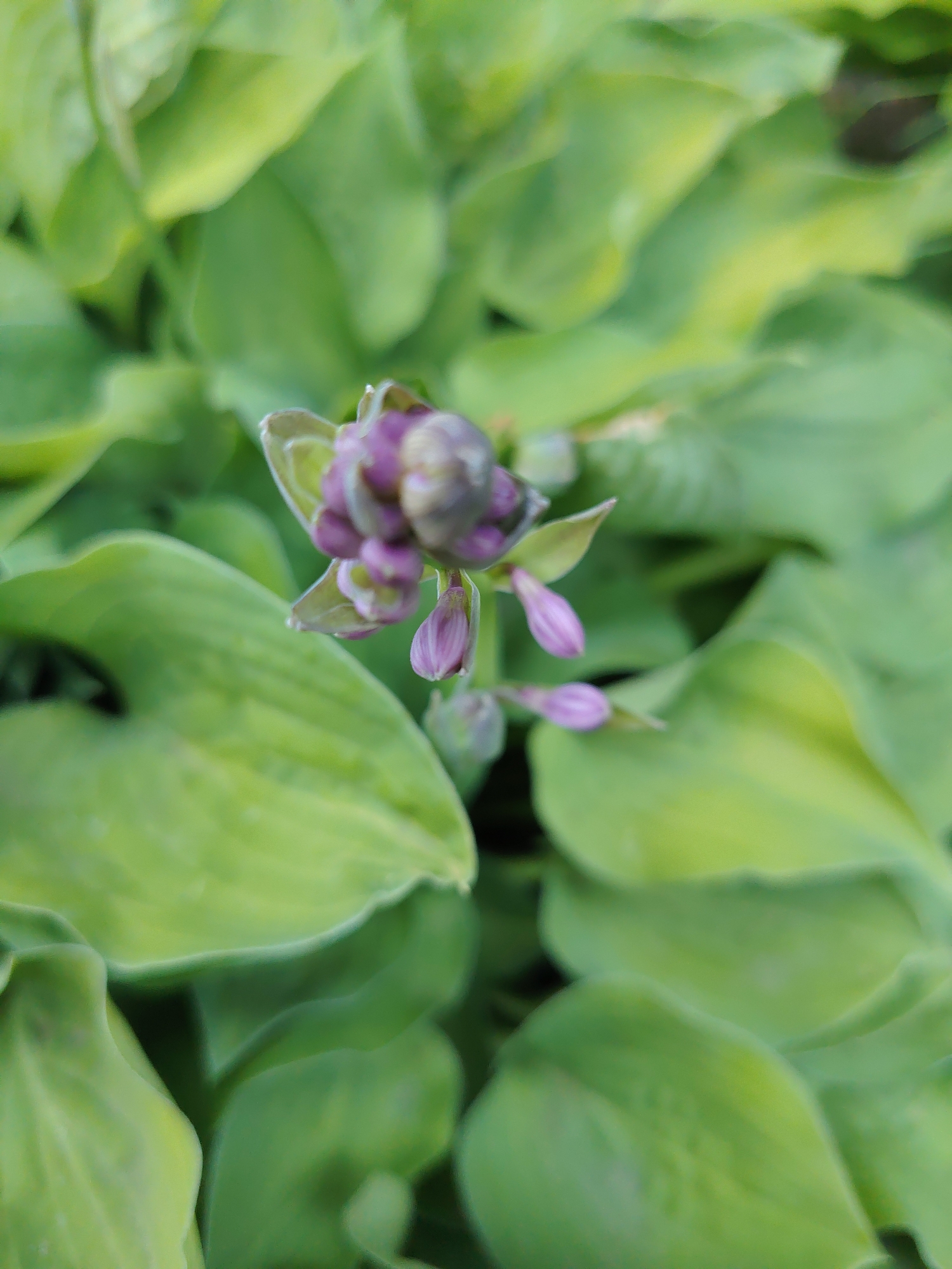 A close-up, eye-level, slightly angled shot focuses on a cluster of purple hosta buds with green leaves in the background. The buds are small and tightly packed, with some petals starting to unfurl. The leaves are broad and lush, varying in shades of green and yellow. The background is softly blurred, creating a shallow depth of field. The lighting is natural and diffused, suggesting an outdoor setting. The image is in portrait orientation.
