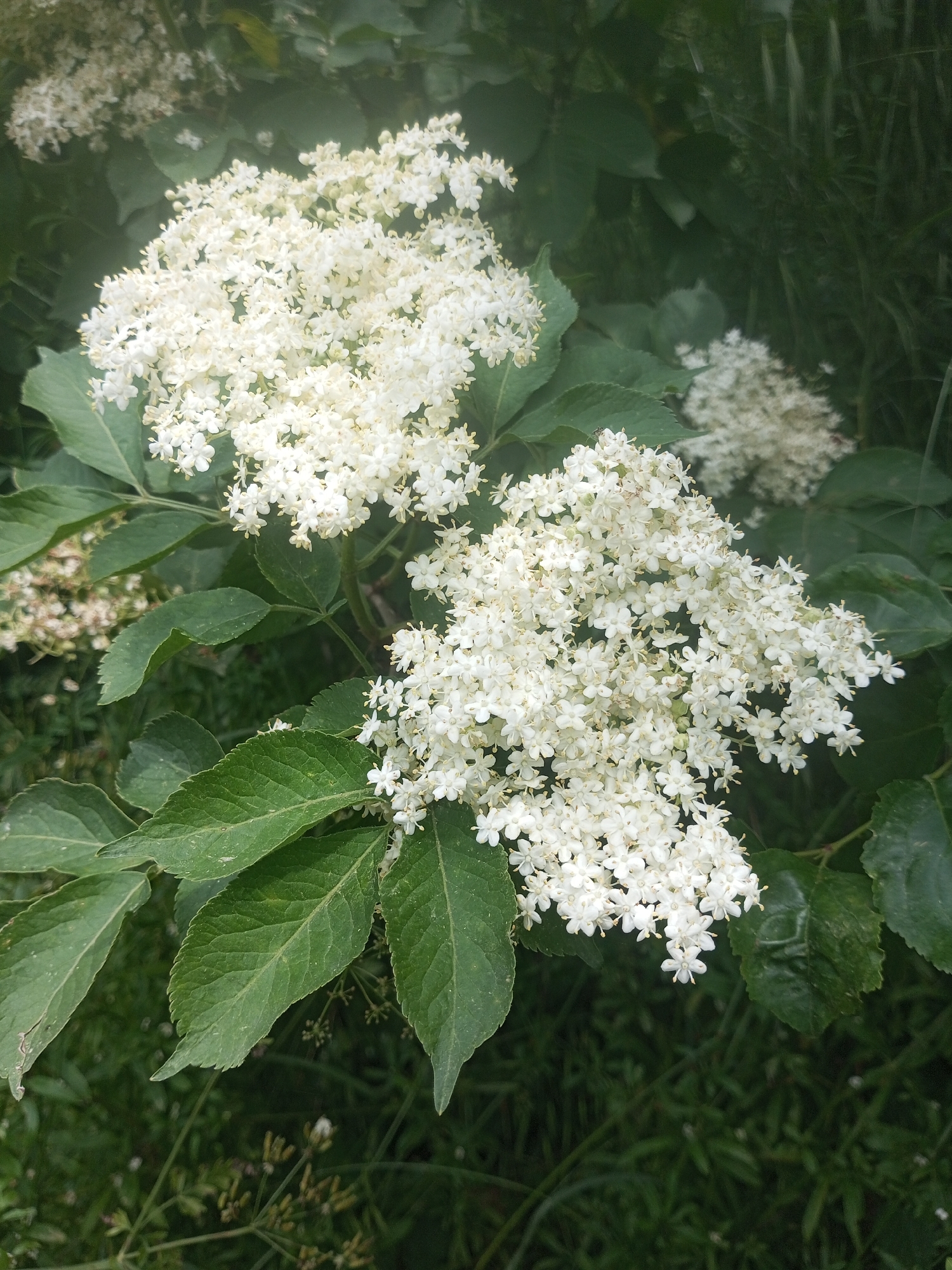 The image depicts a close-up view of clusters of small white flowers, likely elderflowers, growing on a plant with large green leaves. The flowers are delicate and star-shaped, arranged in dense, umbrella-like inflorescences. The background is filled with more foliage and hints of grass, suggesting an outdoor, natural setting. The lighting is diffused, with soft shadows indicating an overcast day or shaded area. There are no people or discernible human activity. The scene is static and focuses on the botanical details of the flowering plant. The setting is identified as the Ароматновское сельское поселение, Ukraine.